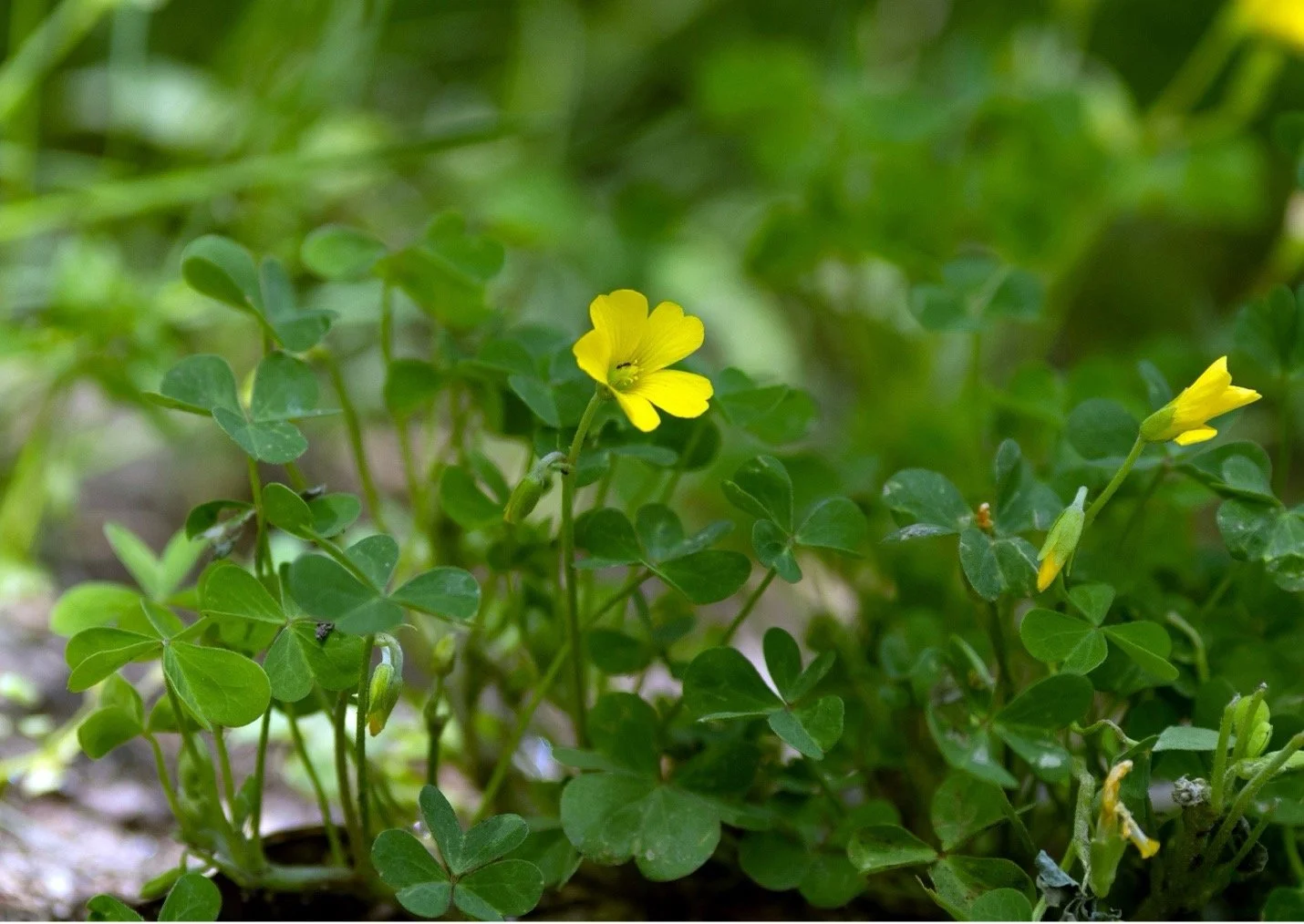 The Joyful Confidence of Oxalis