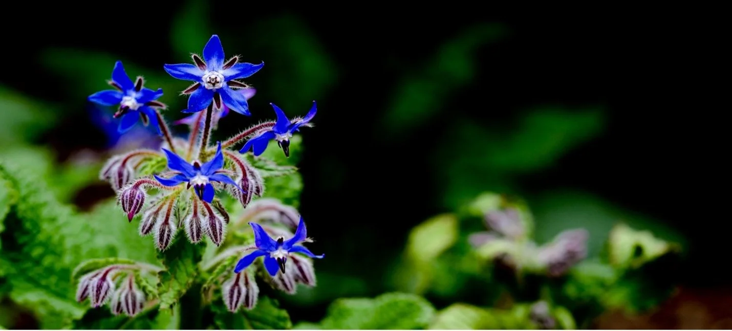 Starflower: A light in the darkness