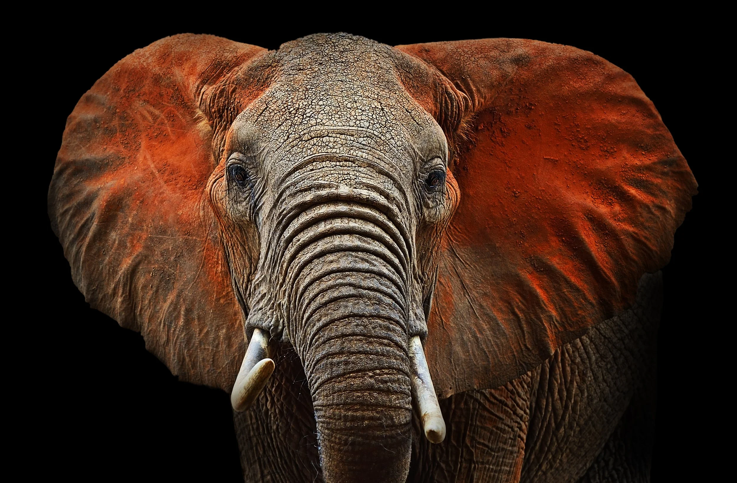 The Elephant's Song