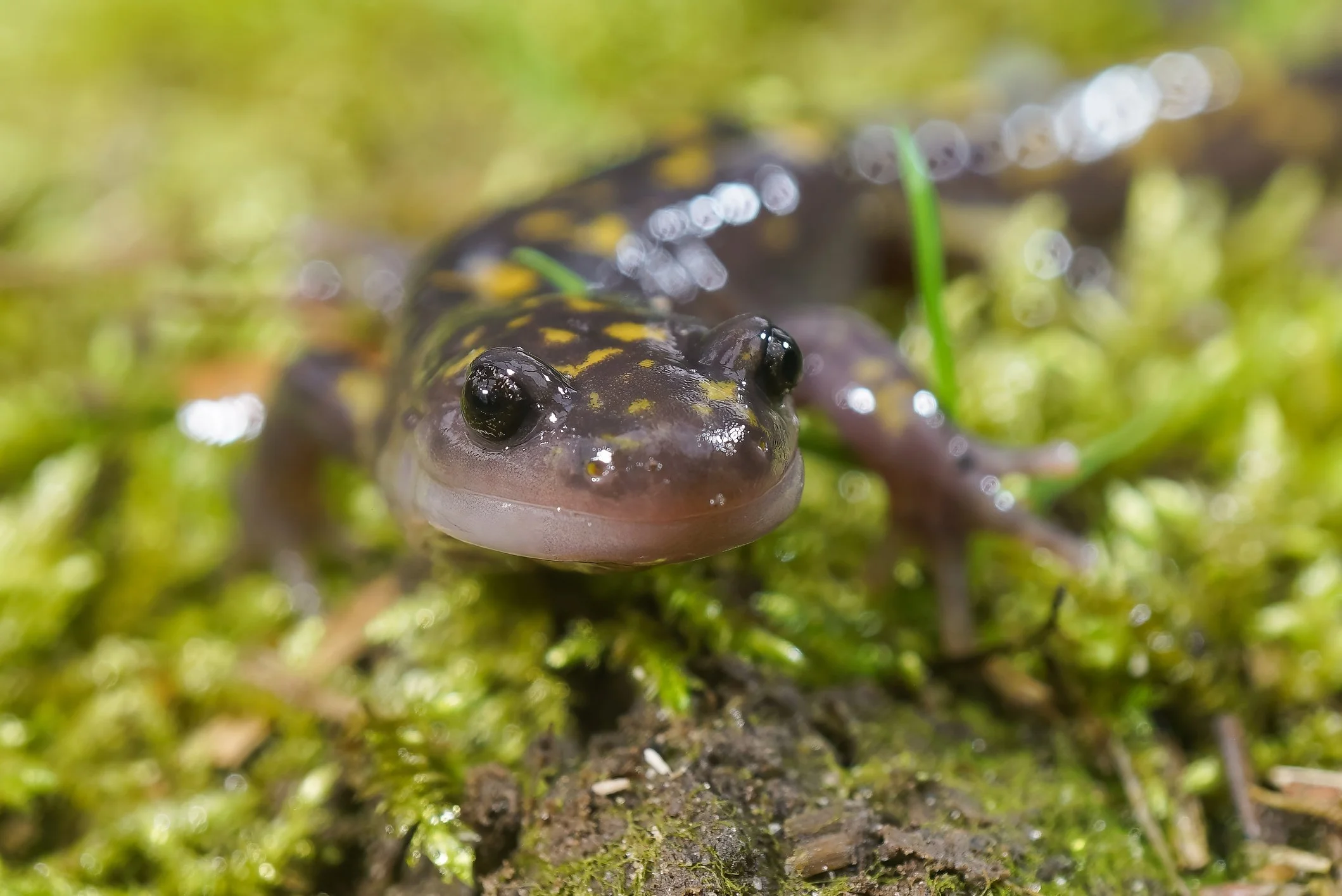 Salamander Dreams