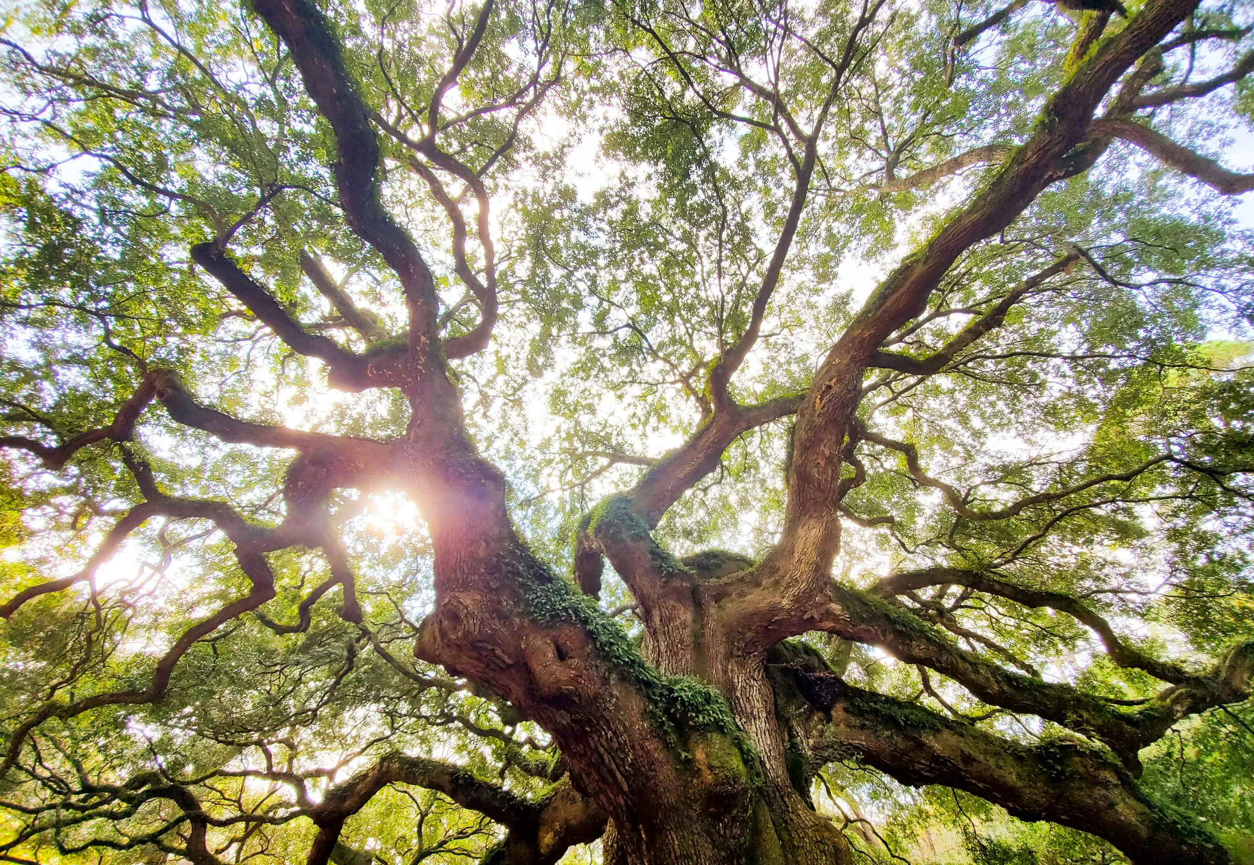 Celebrate Summer Solstice With the Oak Tree