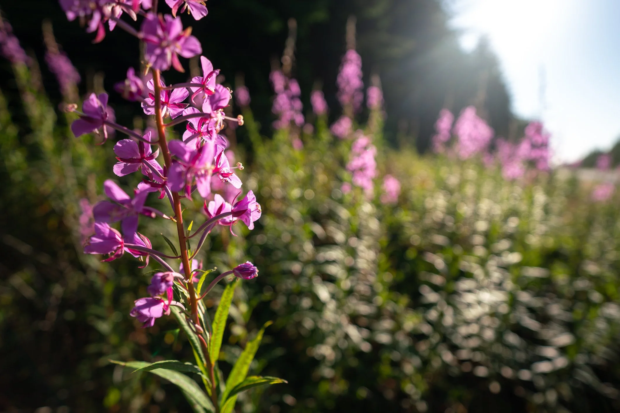 Regenerate with Fireweed
