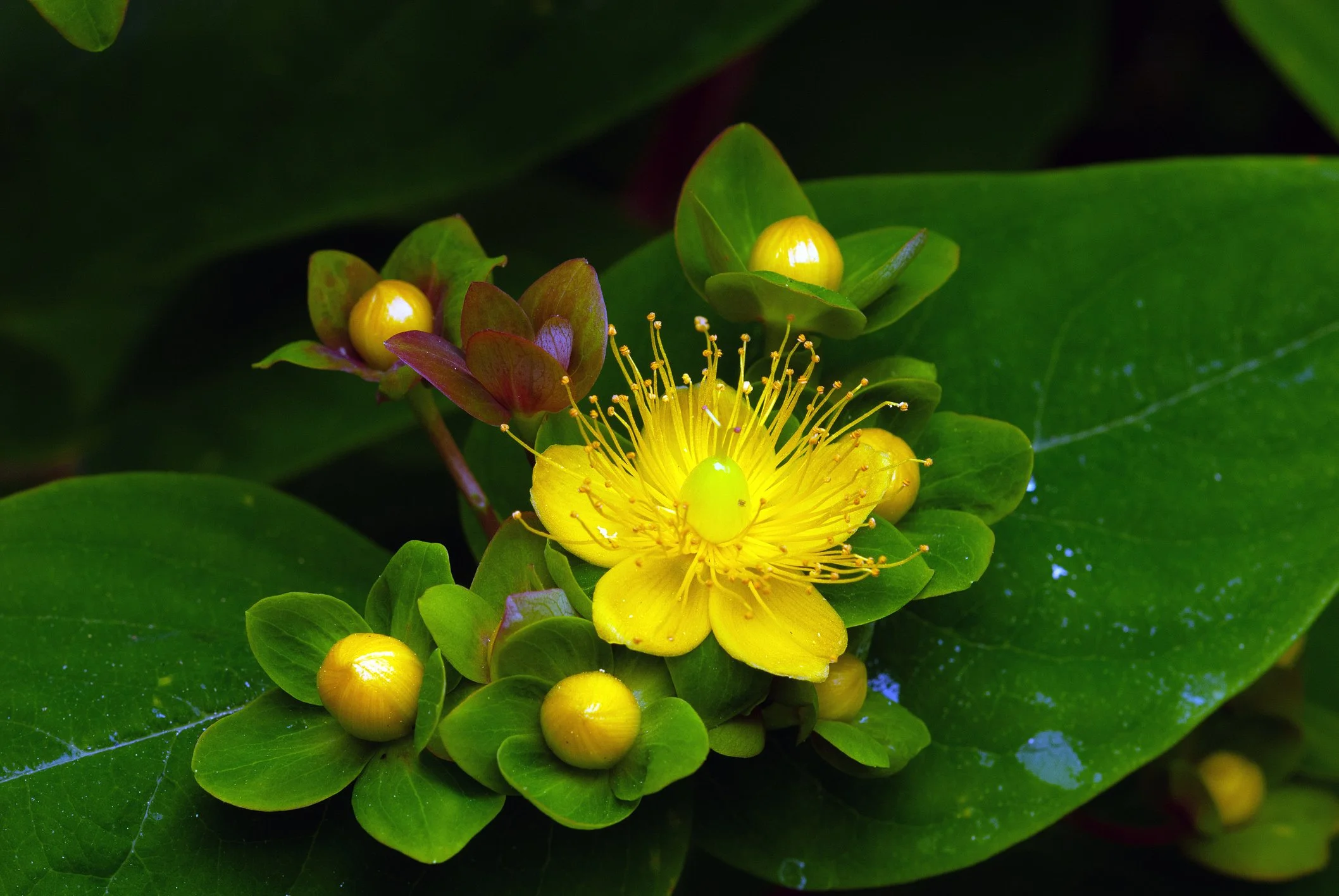 Shine Your Light with St. John’s Wort