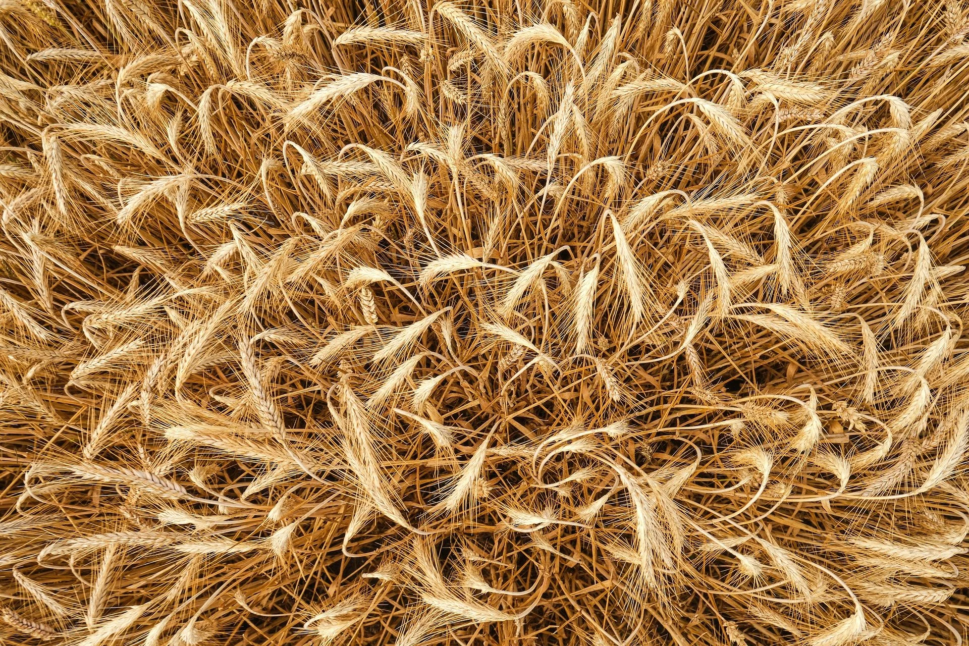 Agricultural Services