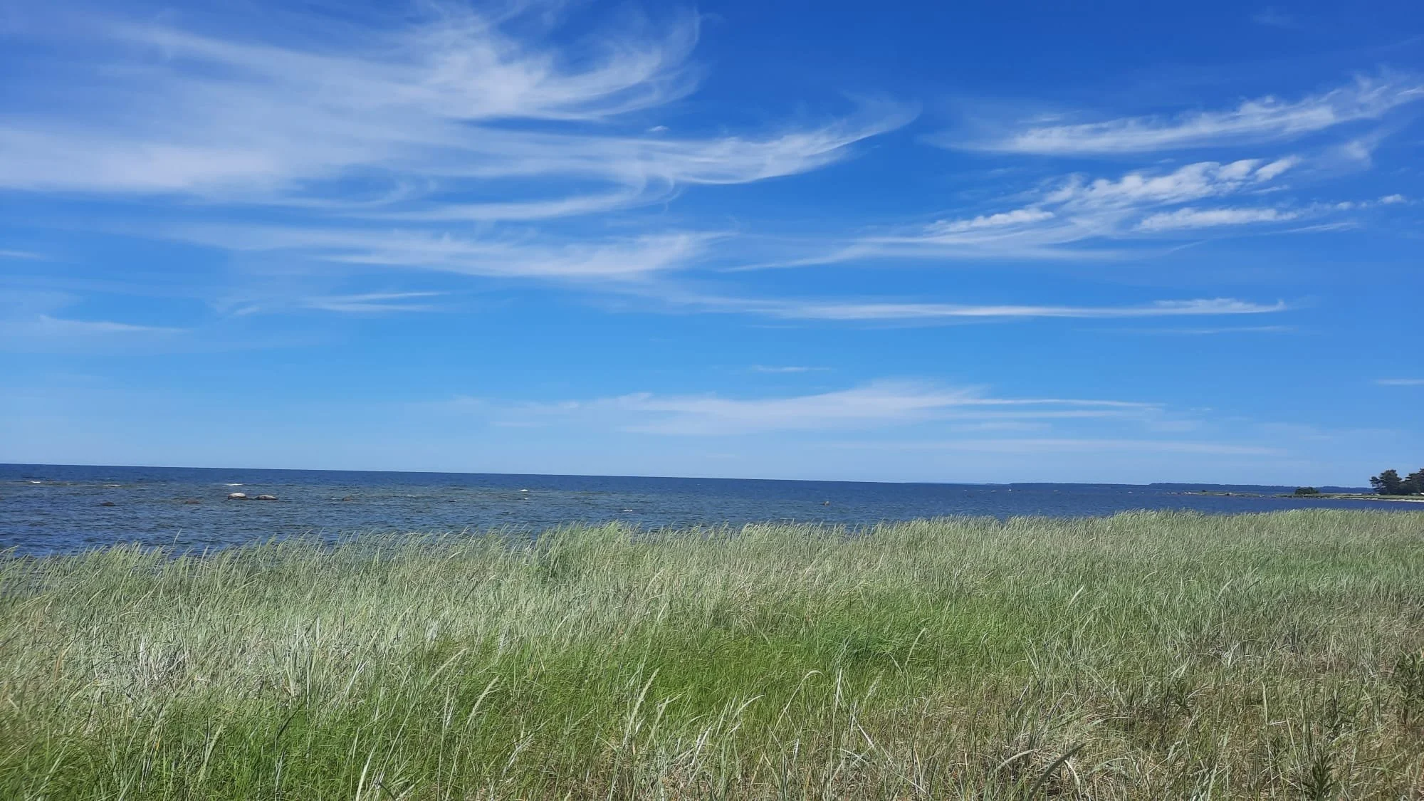 The slow green of midsummer