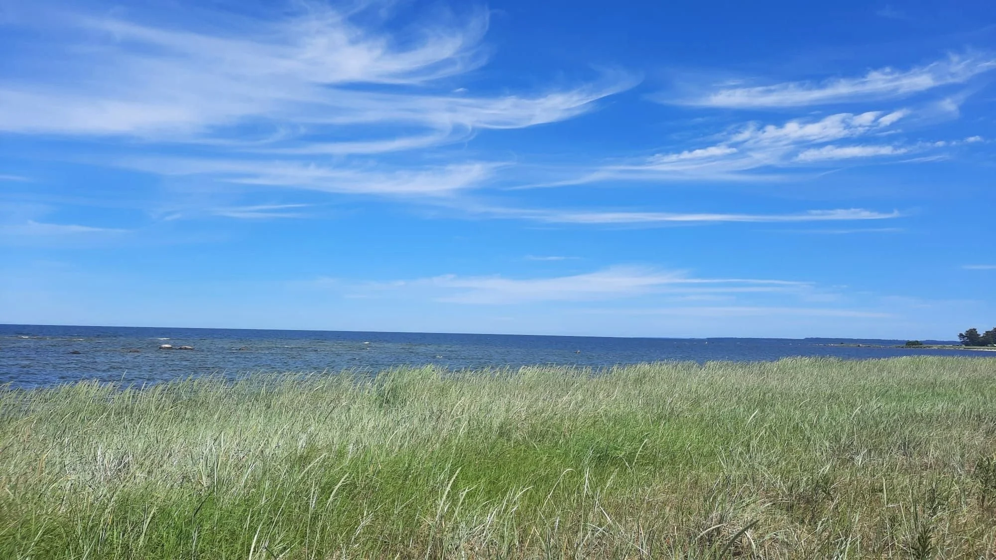 The slow green of midsummer