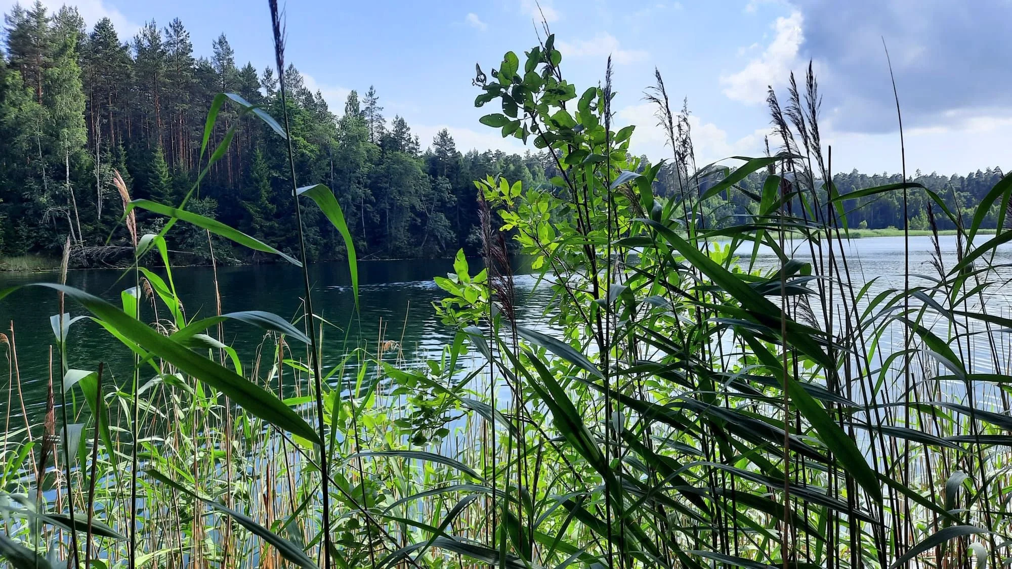 Notes from a Still Lake