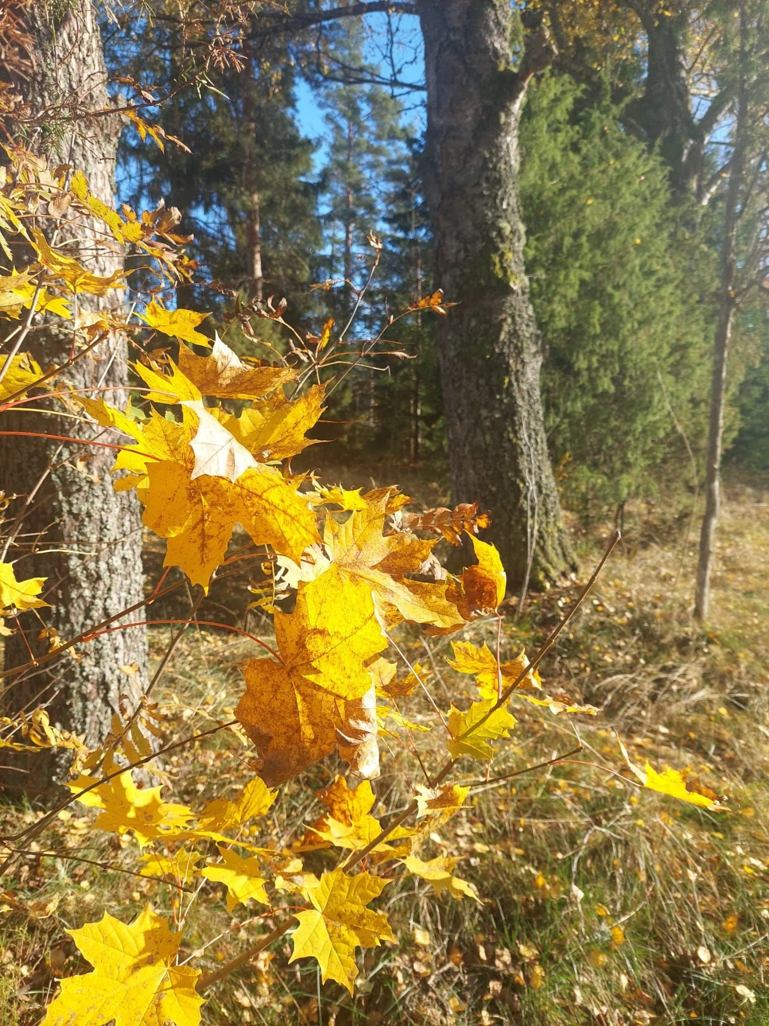Autumn, My Favourite