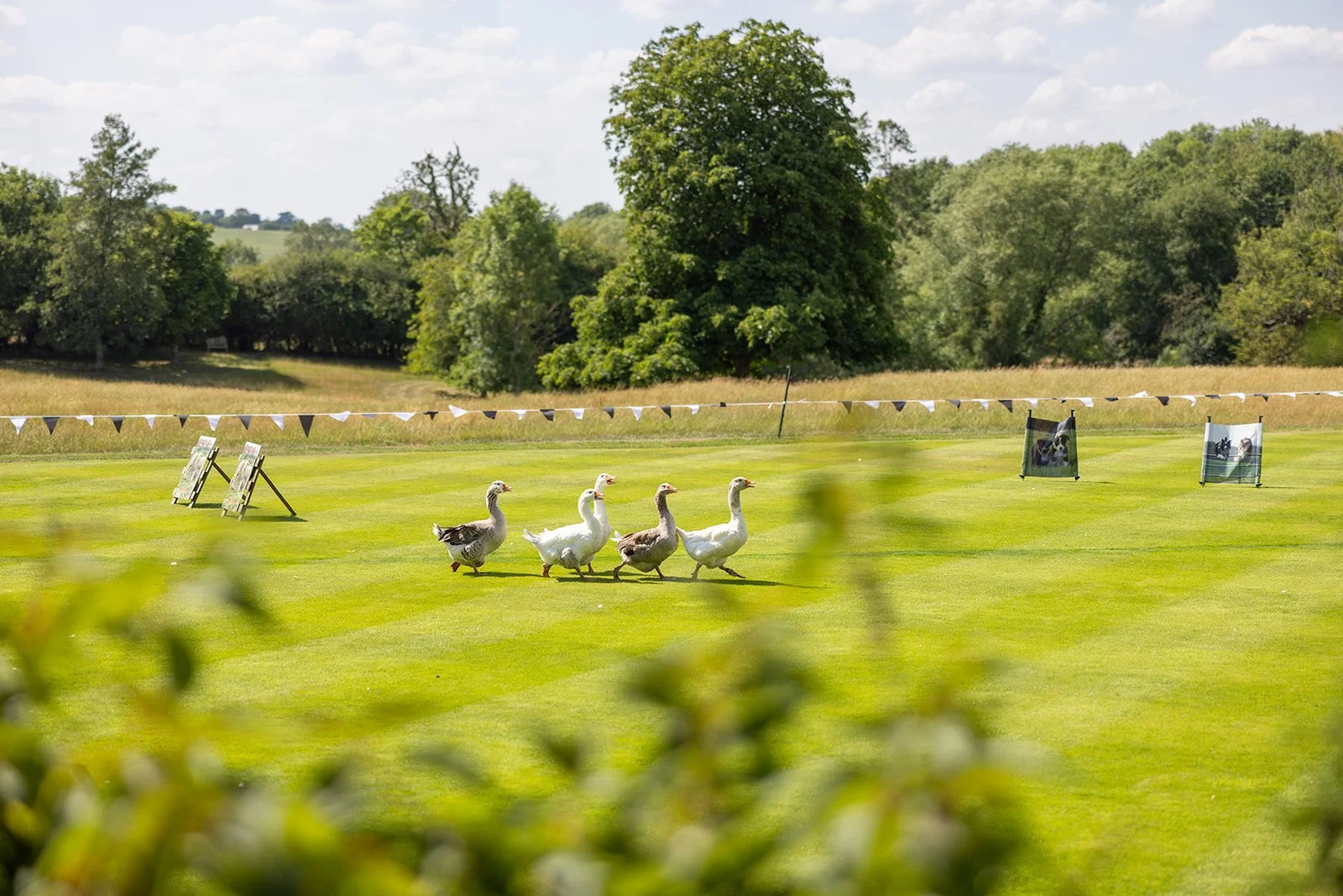 Four geese walking across a well-manicured grassy field with trees in the background and a string of bunting hanging across the scene. There are also two easels with photos displayed.