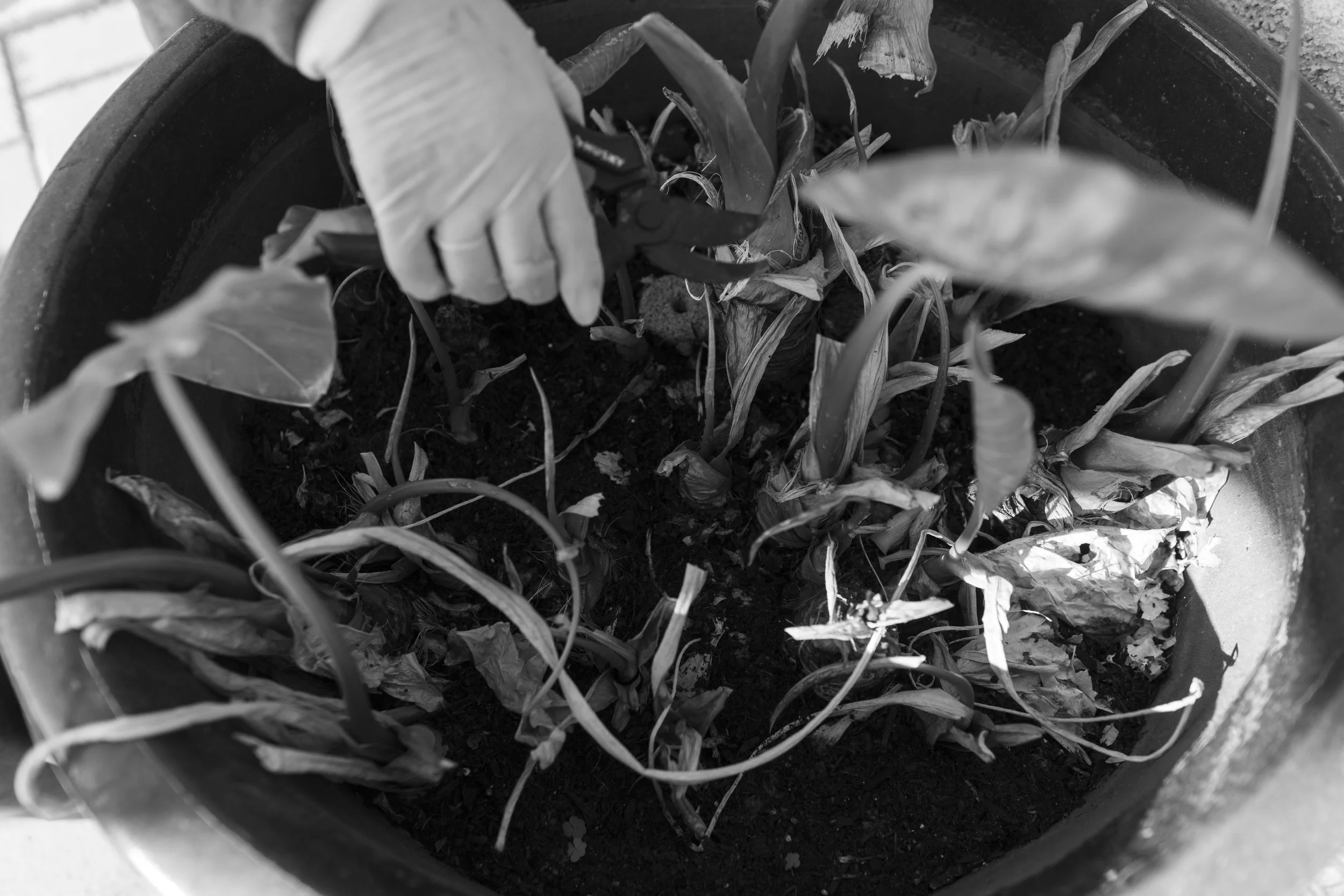 The gloved hands of my grandma cut the dead leaves out from the living ones as the sunlight peeks slightly into the pot.