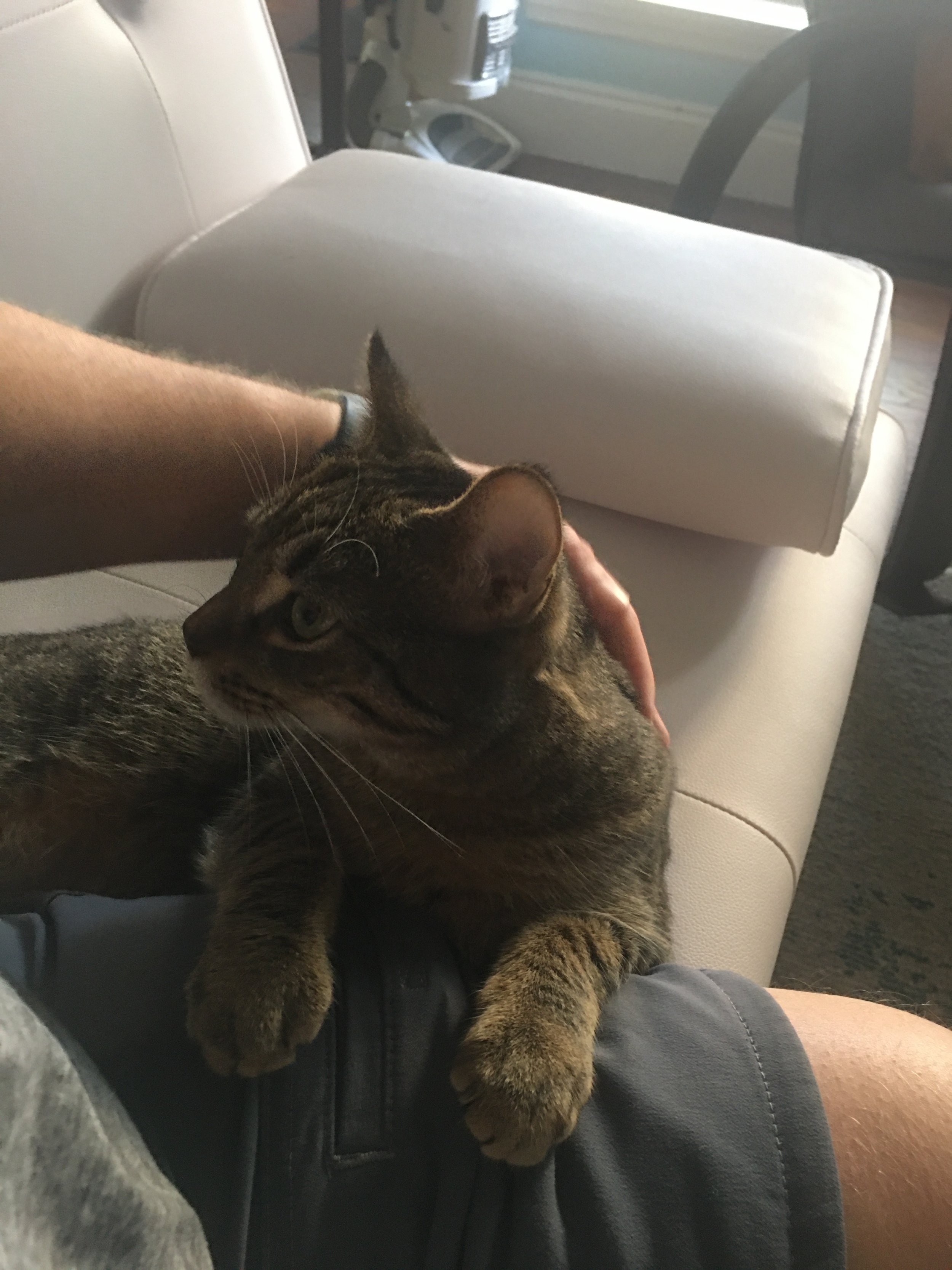 A person sitting on a beige couch, petting a tabby cat on their lap.
