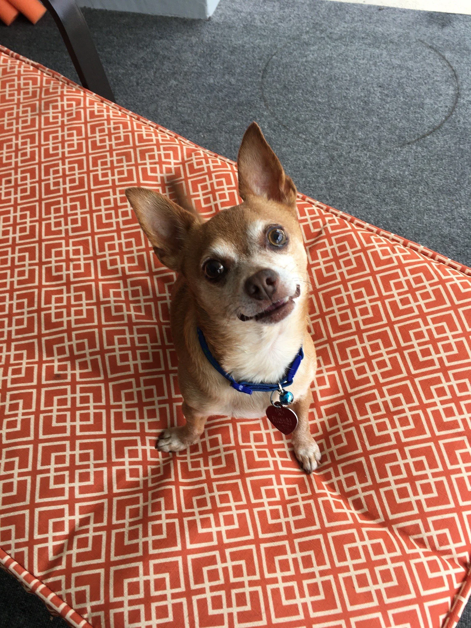 Small brown dog sitting on a patterned red and white bench, looking up at the camera with a tilted head, wearing a blue collar with a tag and a bell.