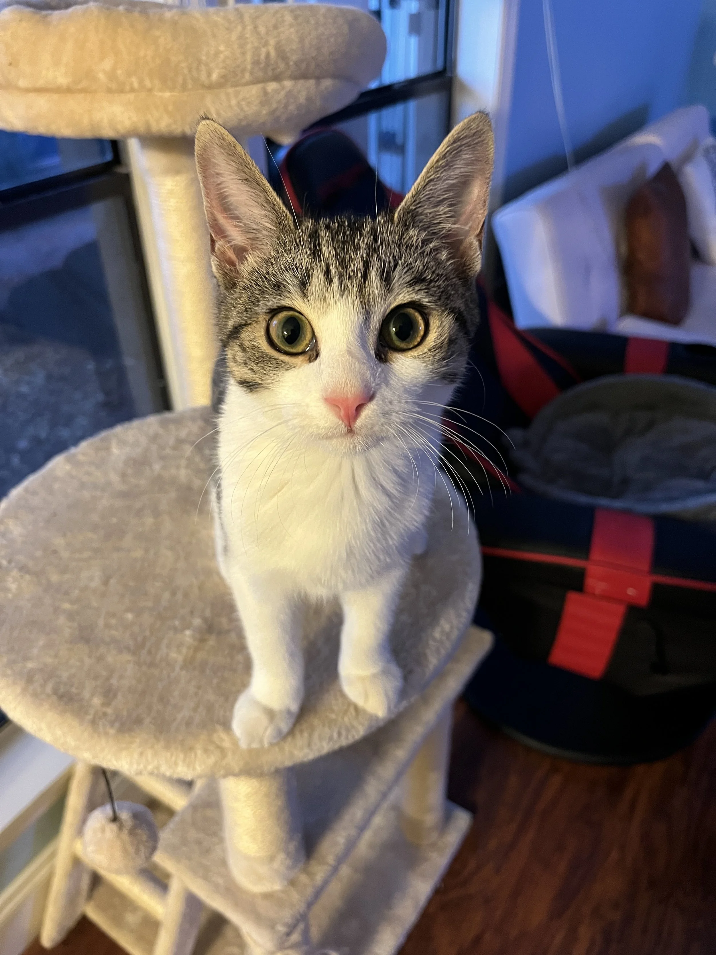 30 Minute Pet Sit / Dog Walk