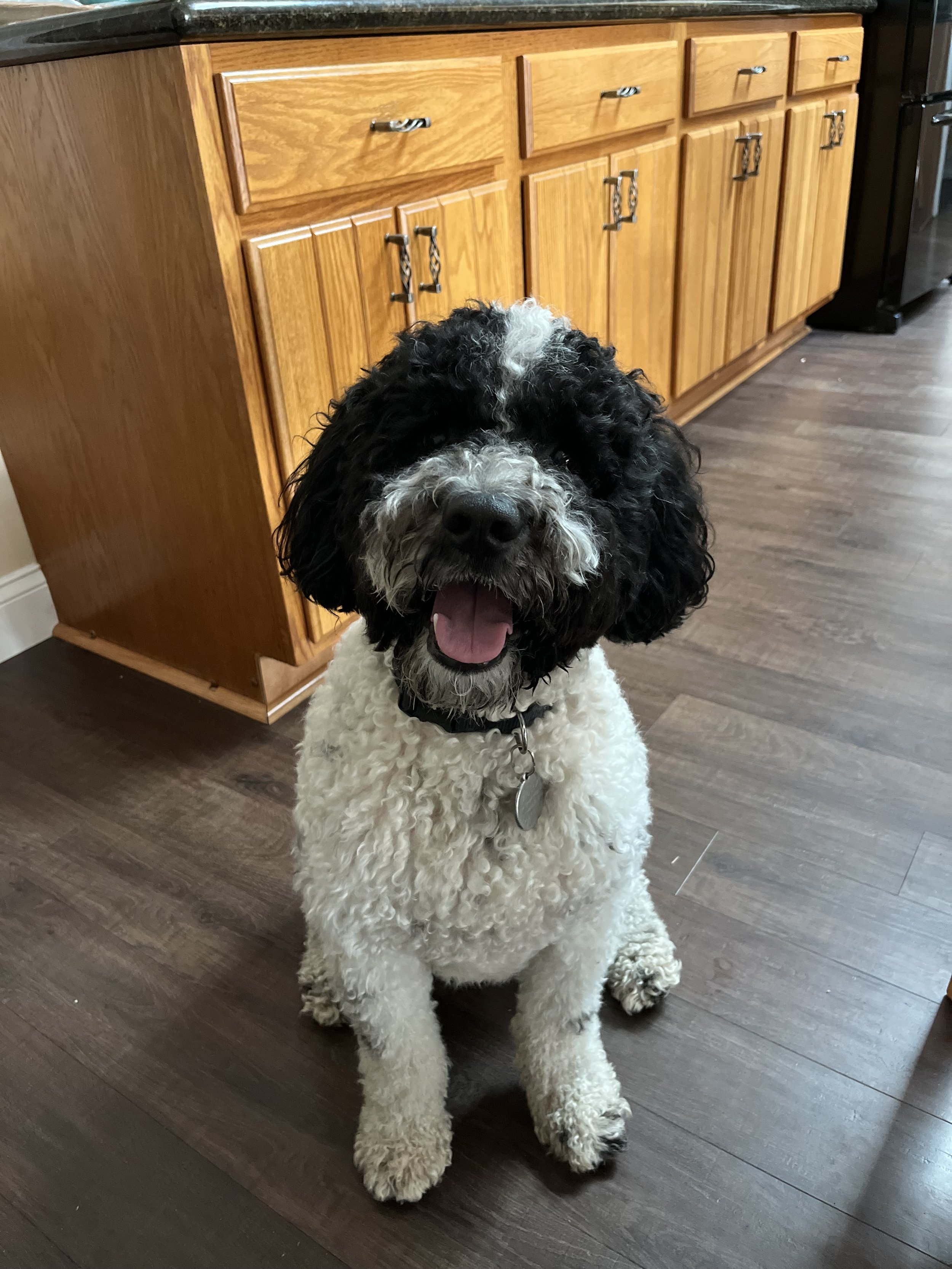 A happy black and white curly-haired dog sitting on a wooden floor in front of wooden kitchen cabinets, with its mouth open and tongue out.