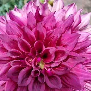 A close-up of a vibrant pink dahlia, showcasing its intricate layers of petals and rich, textured detail.