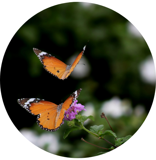 Two orange and black monarch butterflies rest near vibrant purple flowers, surrounded by lush green foliage in a lively natural setting.