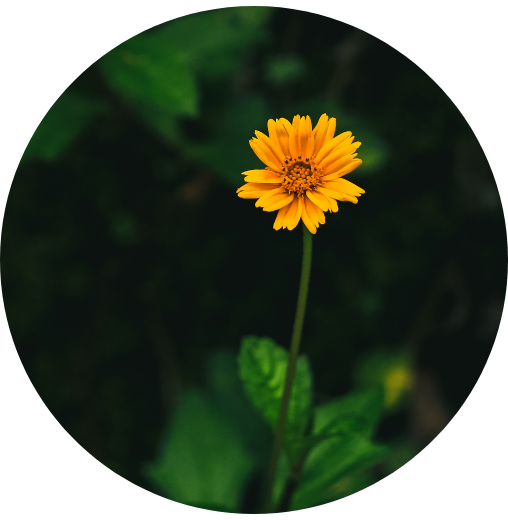 A single yellow flower with a deep, dark center is framed by green leaves, set against a rich dark green background for a simple, elegant composition.