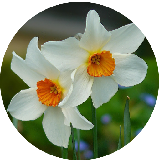 Two white daffodil flowers with vibrant orange centers bloom in a natural garden setting, capturing a fresh and delicate springtime moment.