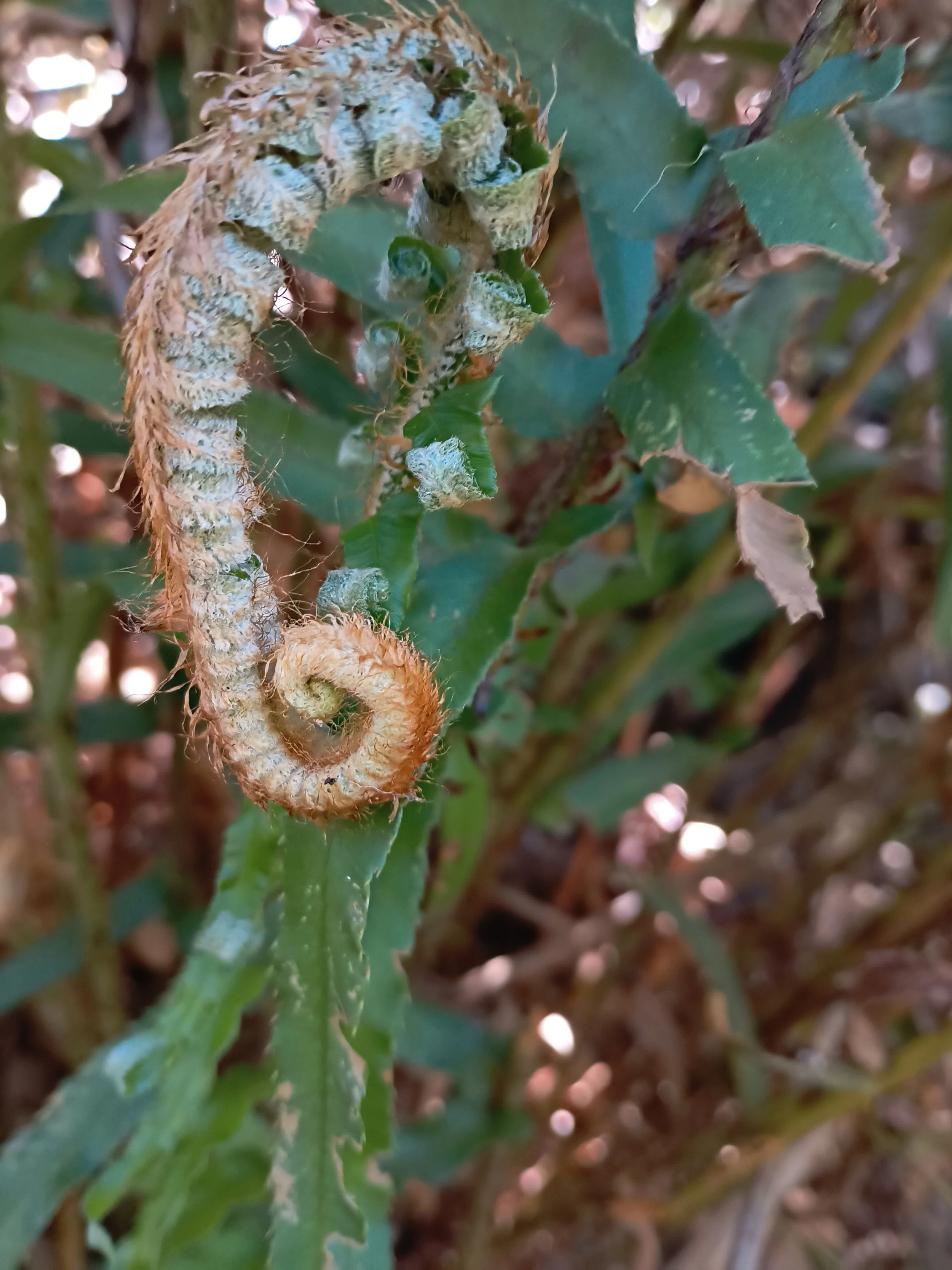 A close-up of a caterpillar with its body curled on a green plant leaf, surrounded by a mix of dry and fresh leaves, capturing a detailed moment in nature.