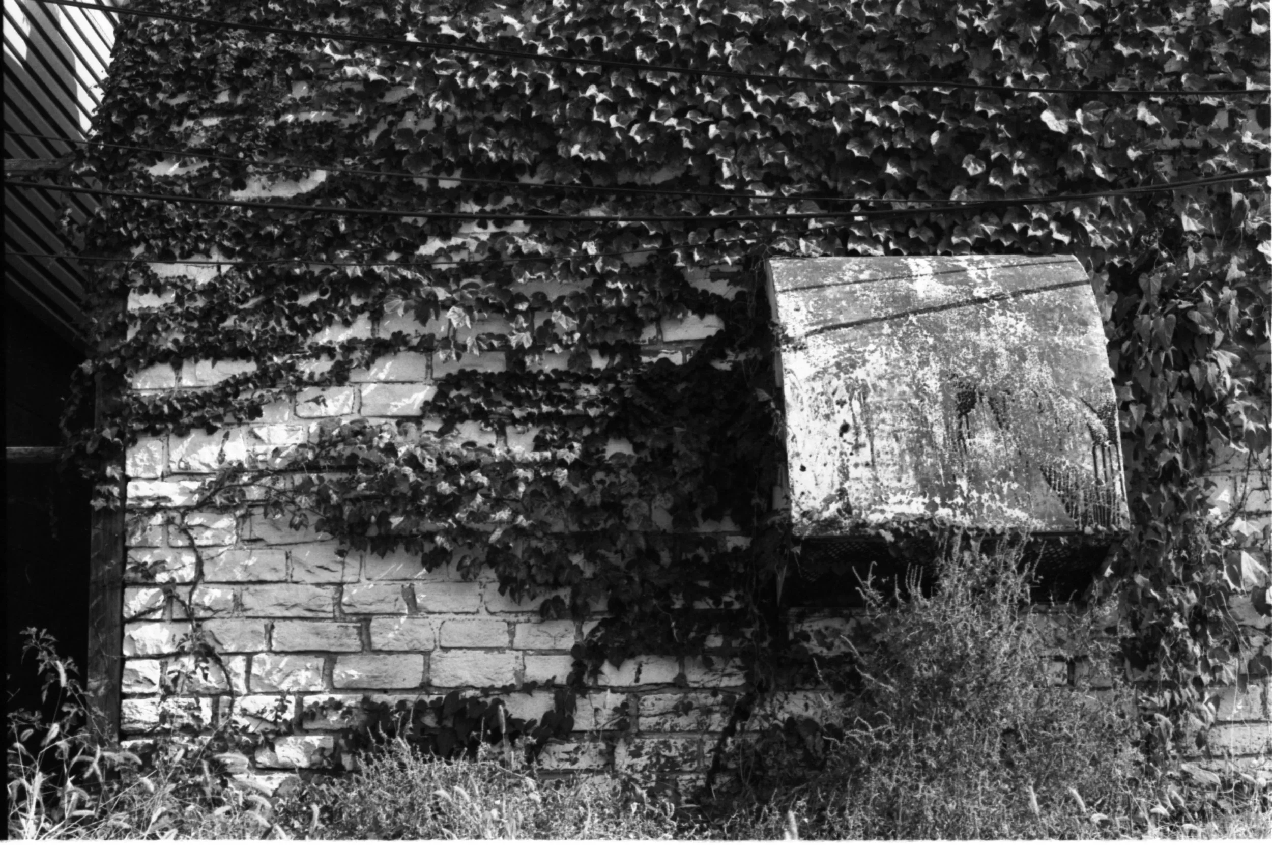 A wall covered in ivy with power lines running above it, and a concrete block in front, surrounded by grass and small plants.