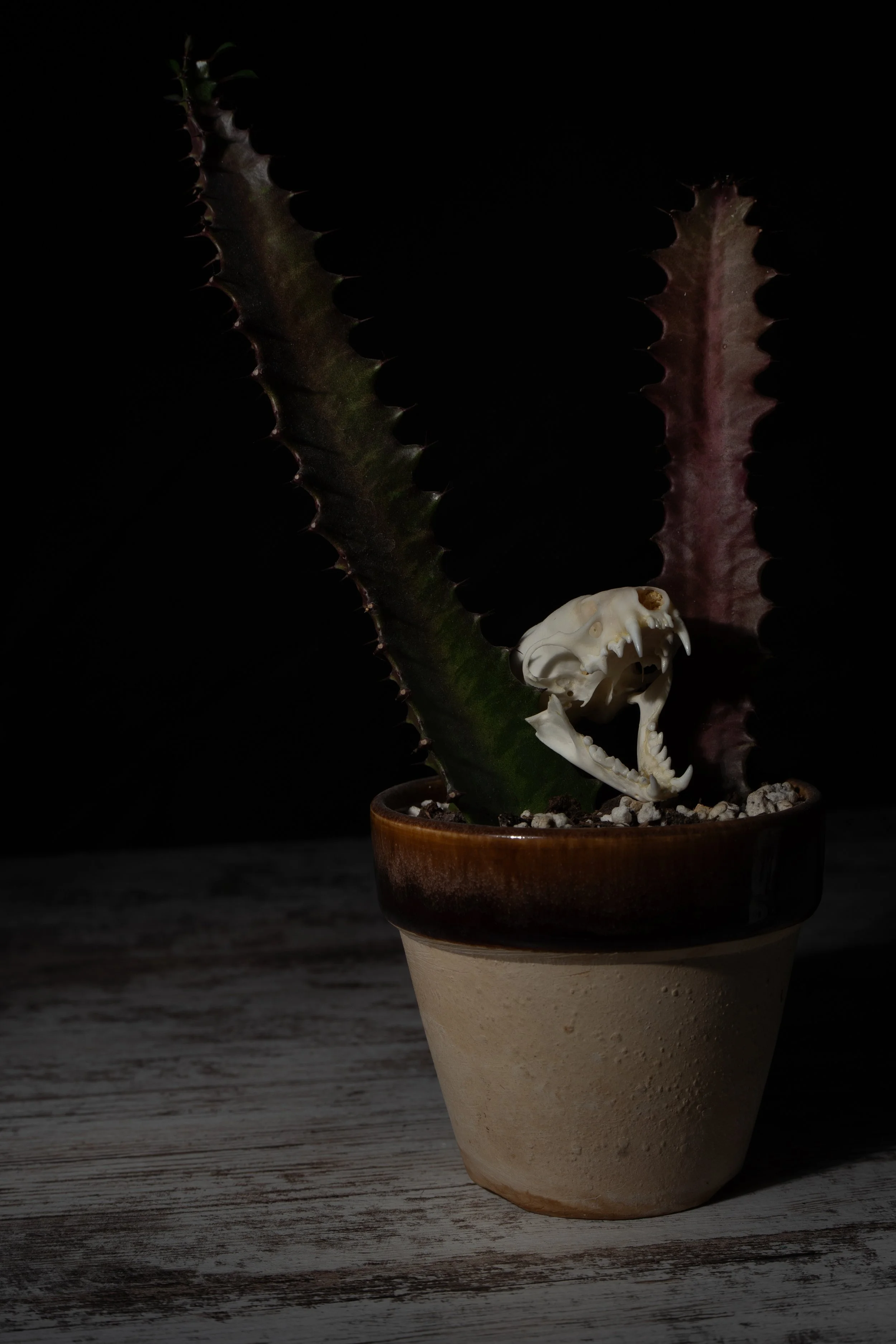 A potted plant with large, spiky leaves and a small animal skull at the base of the plant on a wooden surface with a dark background.