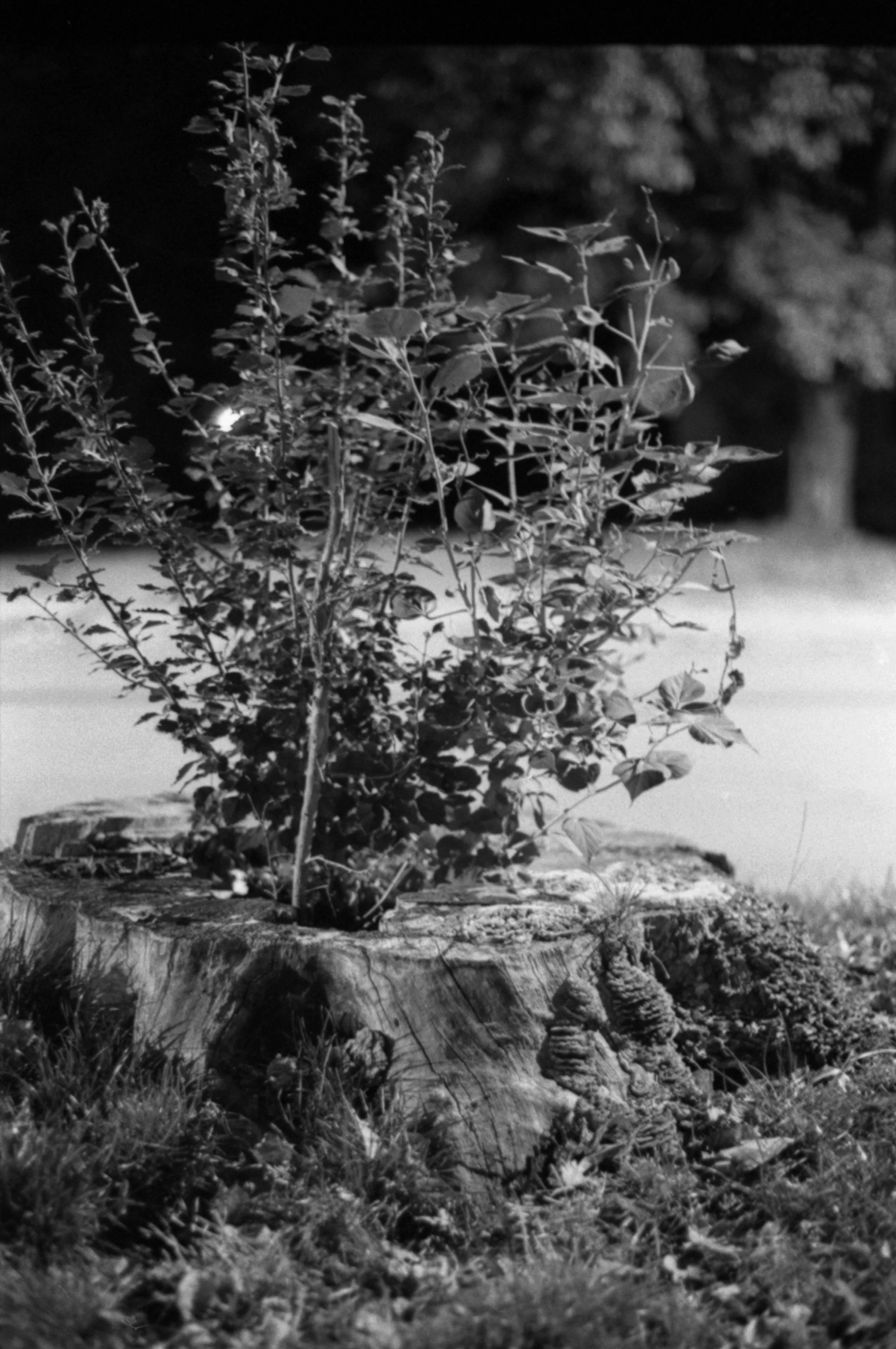 Black and white photo of a small bush or plant growing on a tree stump in an outdoor setting.