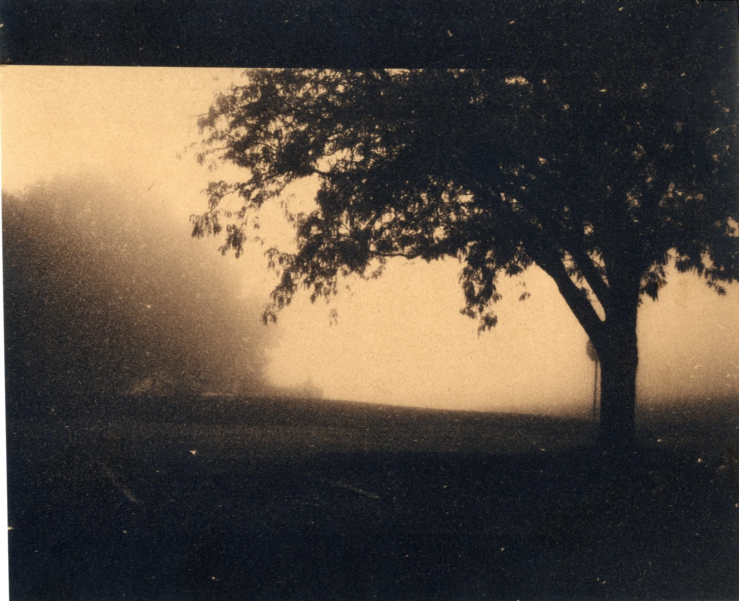 A black and white photograph of a tree with leaves and branches, with a shadow of the tree cast on a wall or surface behind it.
