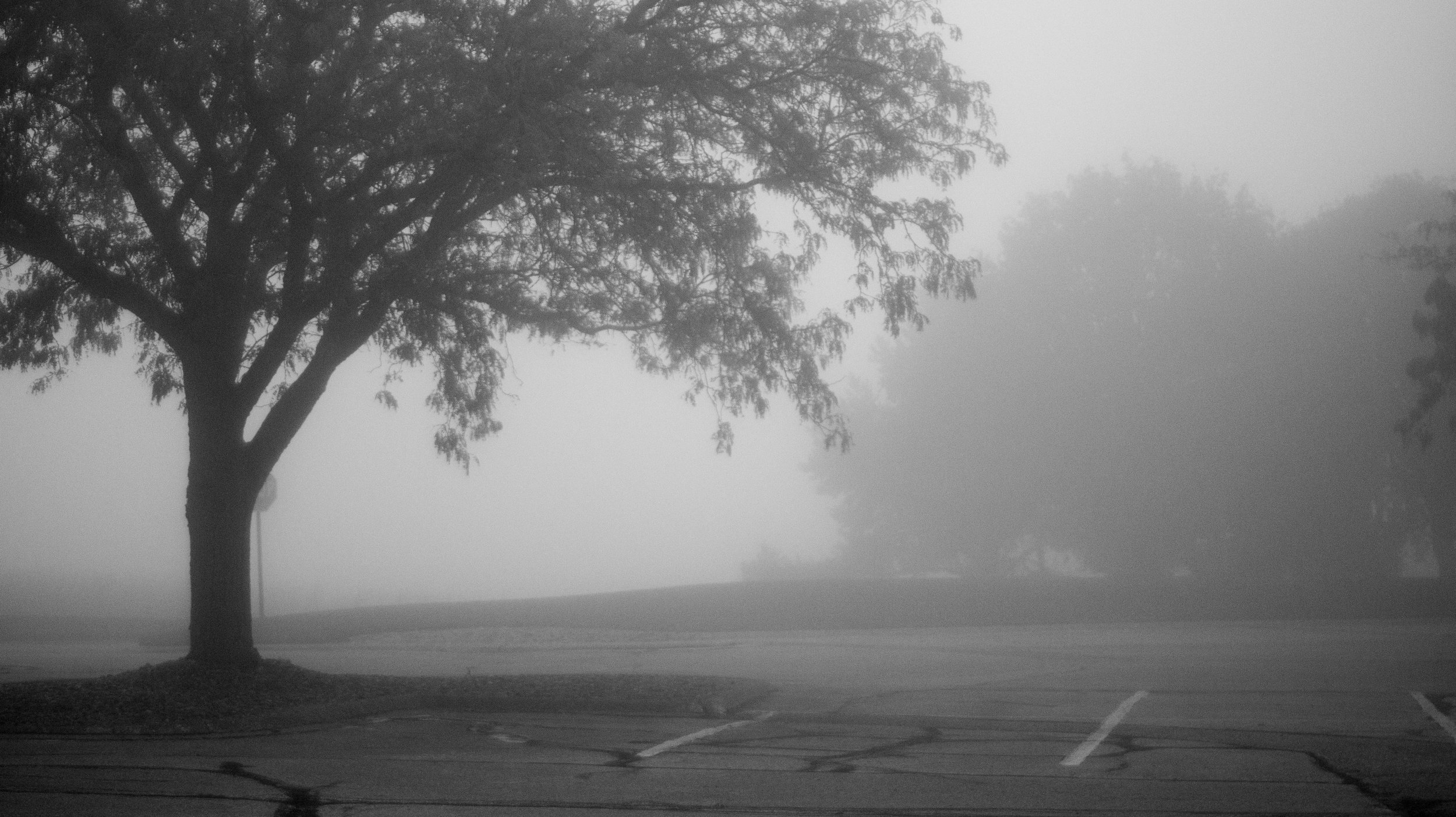 A foggy landscape with a large tree in the foreground and other trees faintly visible in the background.