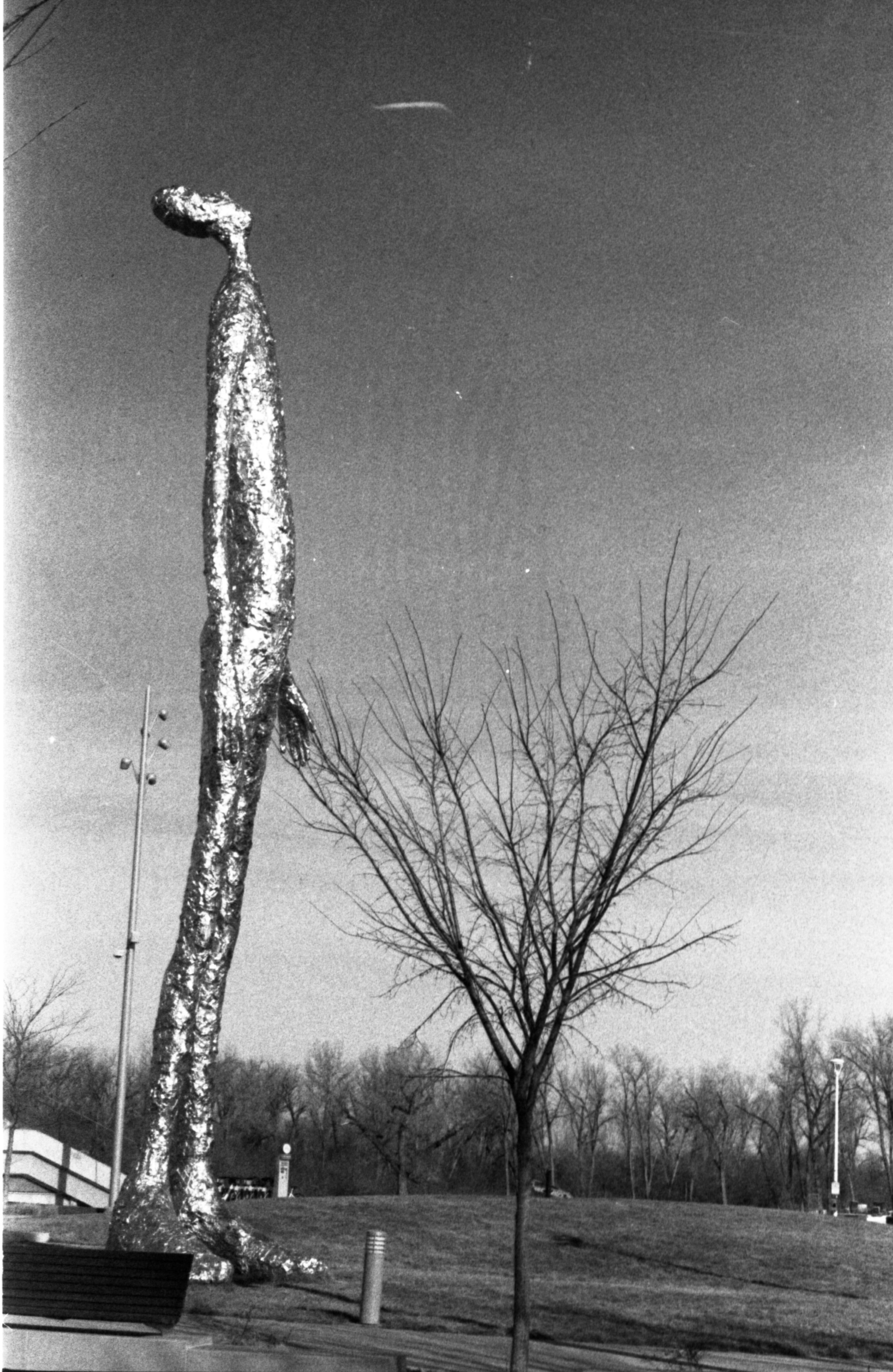 A black and white photograph of a park with leafless trees, a bench, and streetlights. A tall, unique tree with a thick, textured trunk stands to the left, and there are others in the background.