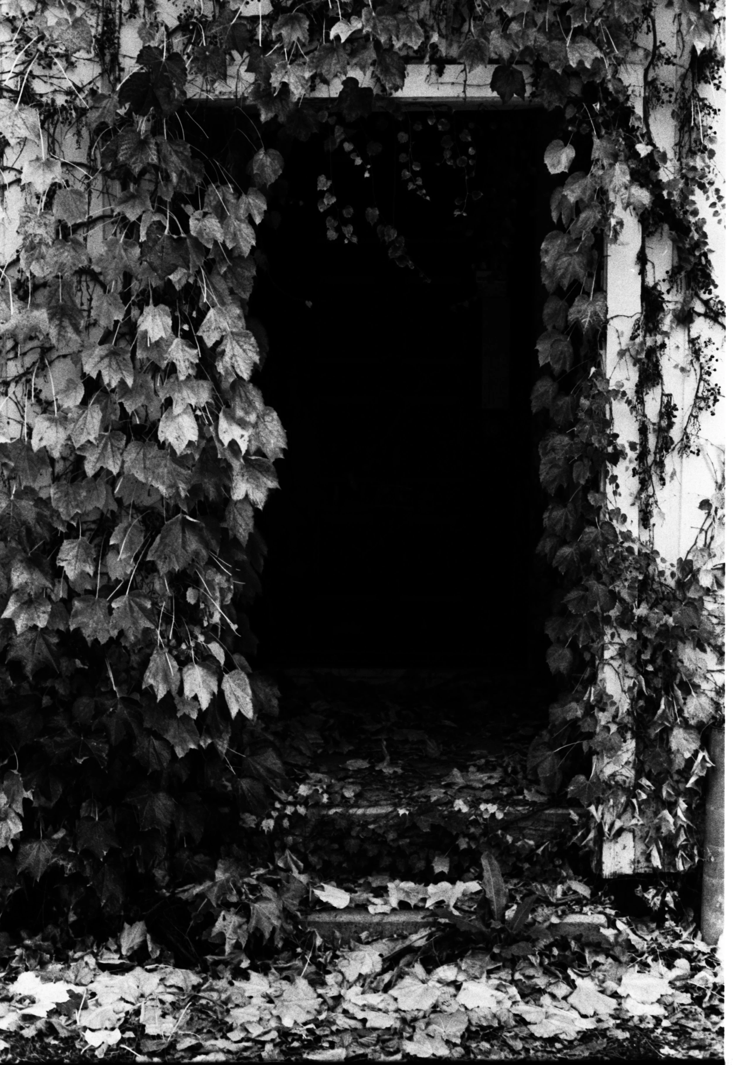 A dark doorway framed by overgrown vines and leaves, with fallen leaves on the ground.