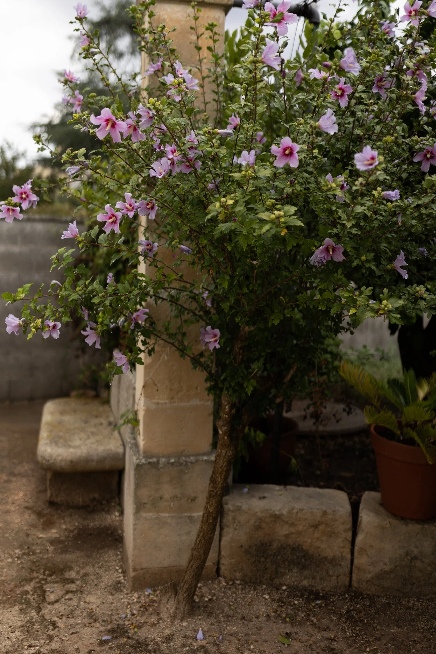 Giardino Frannicola-10.jpg