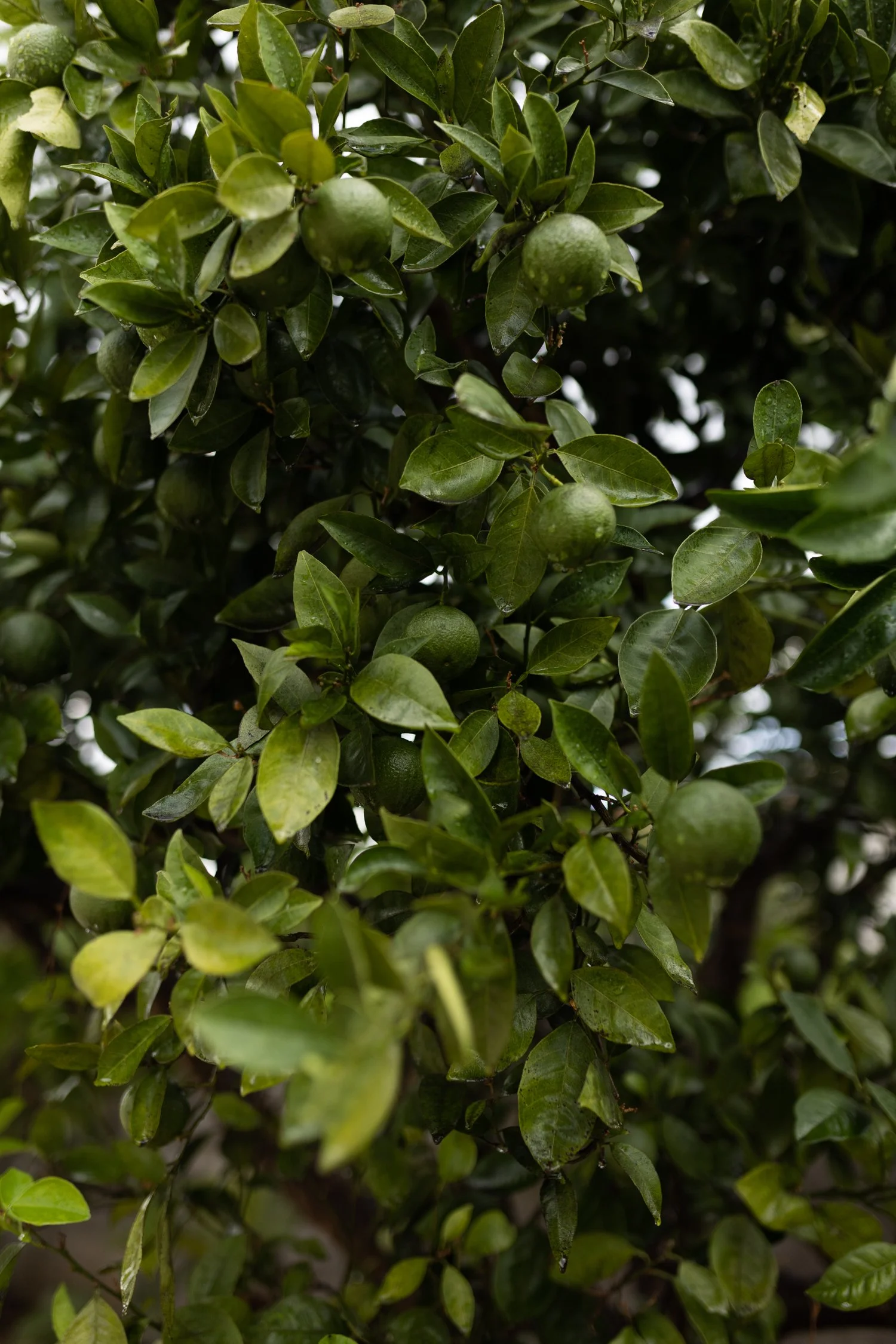 Giardino Frannicola-07.jpg