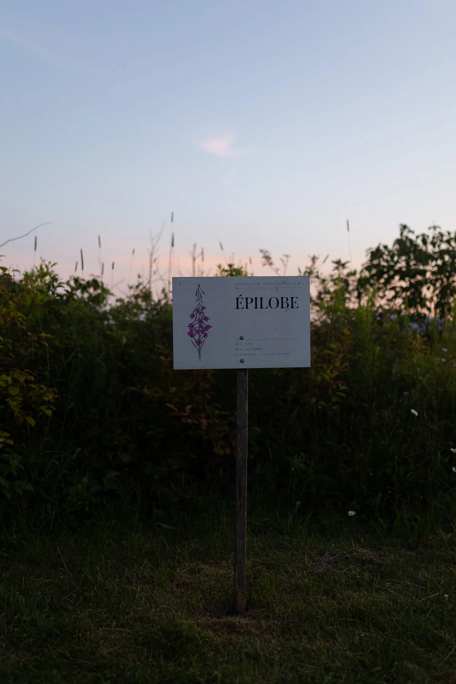 Miel d'Anicet -102.jpg