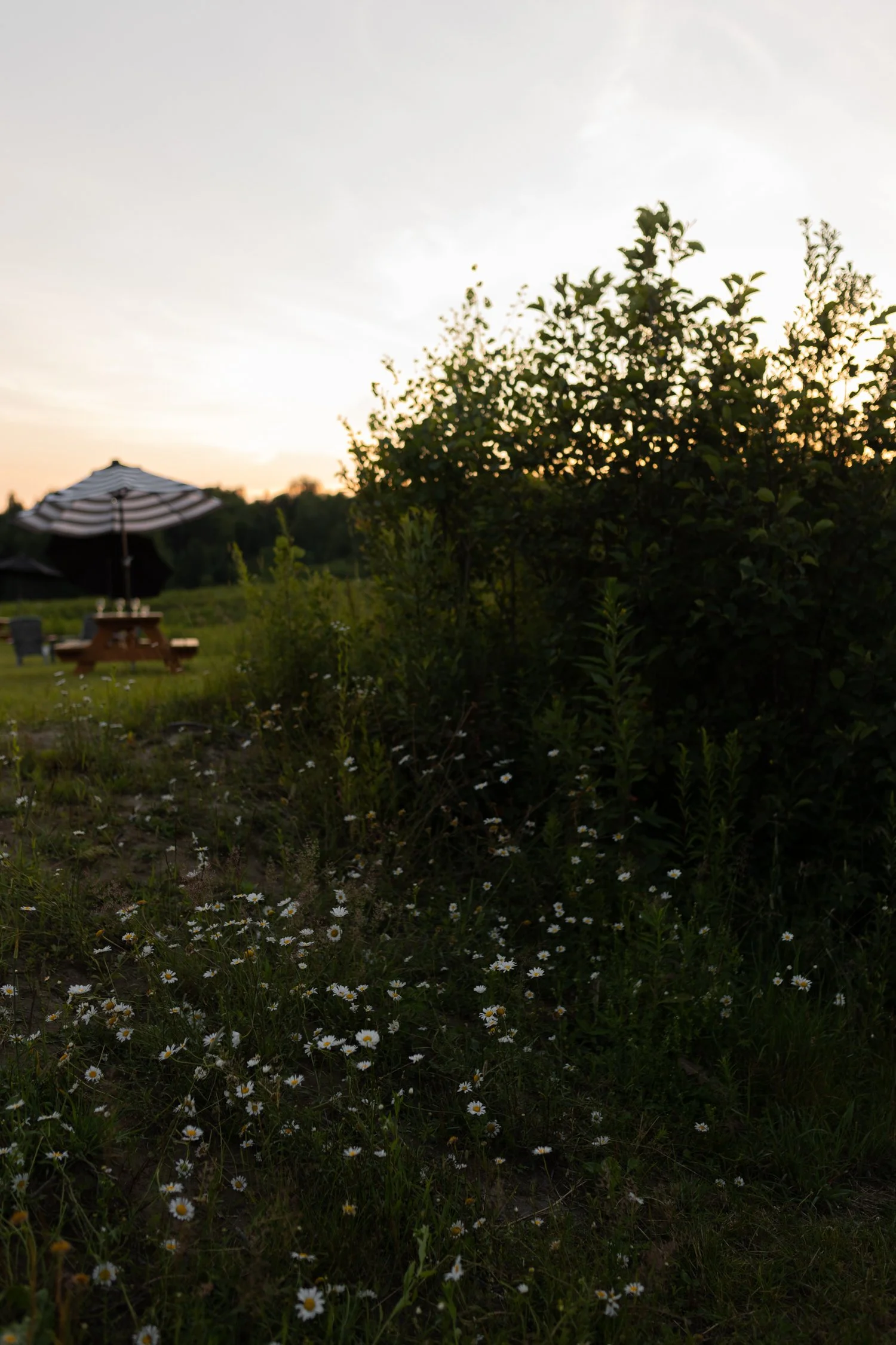 Miel d'Anicet -185.jpg