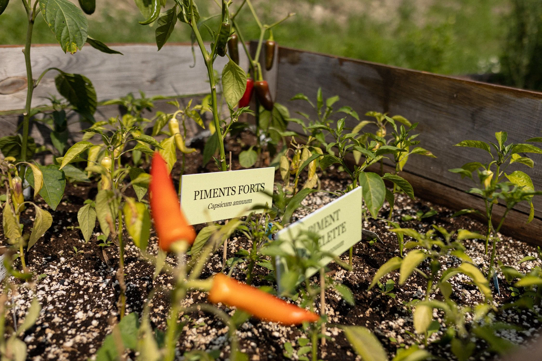 Miel d'Anicet -087.jpg