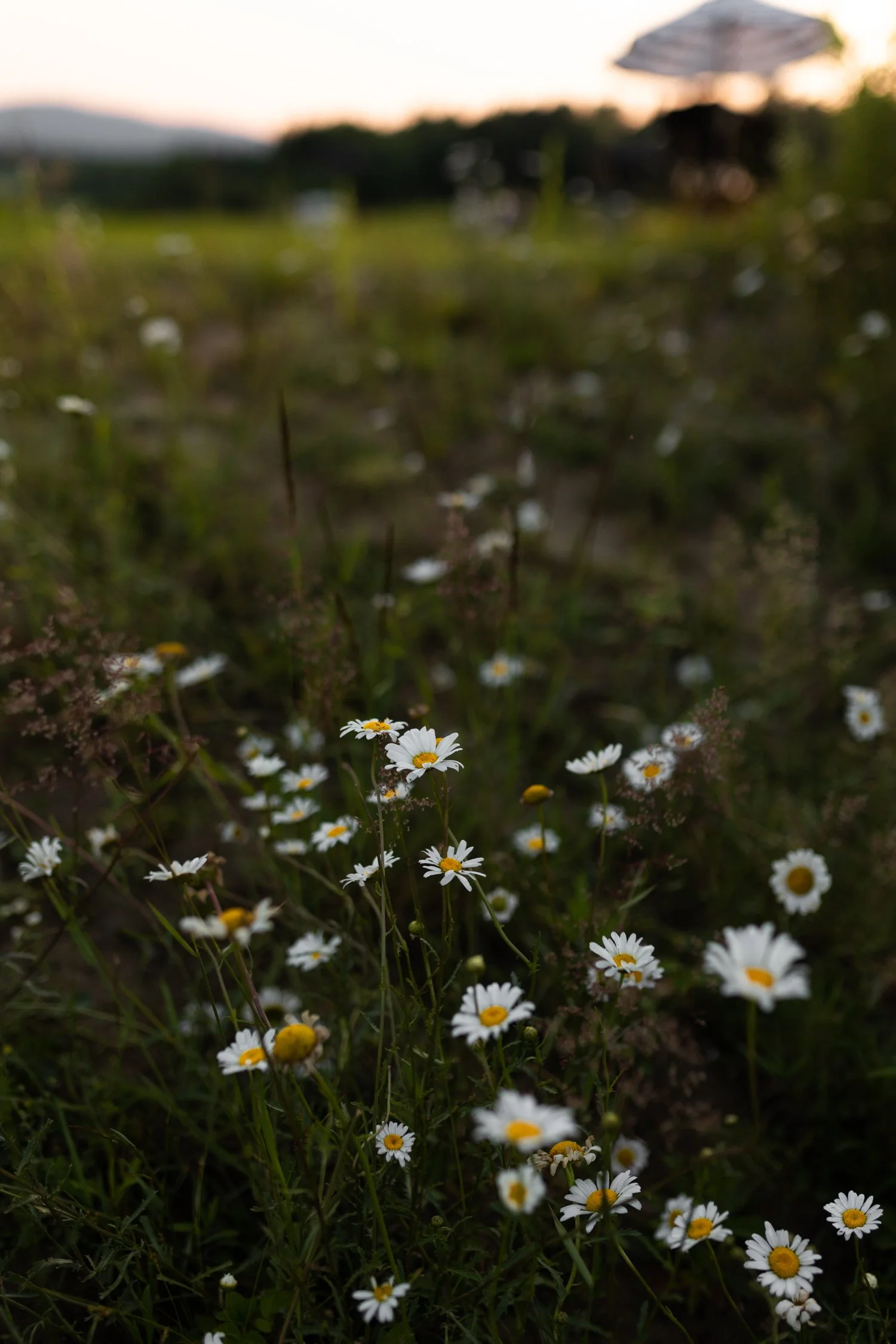 Miel d'Anicet -184.jpg