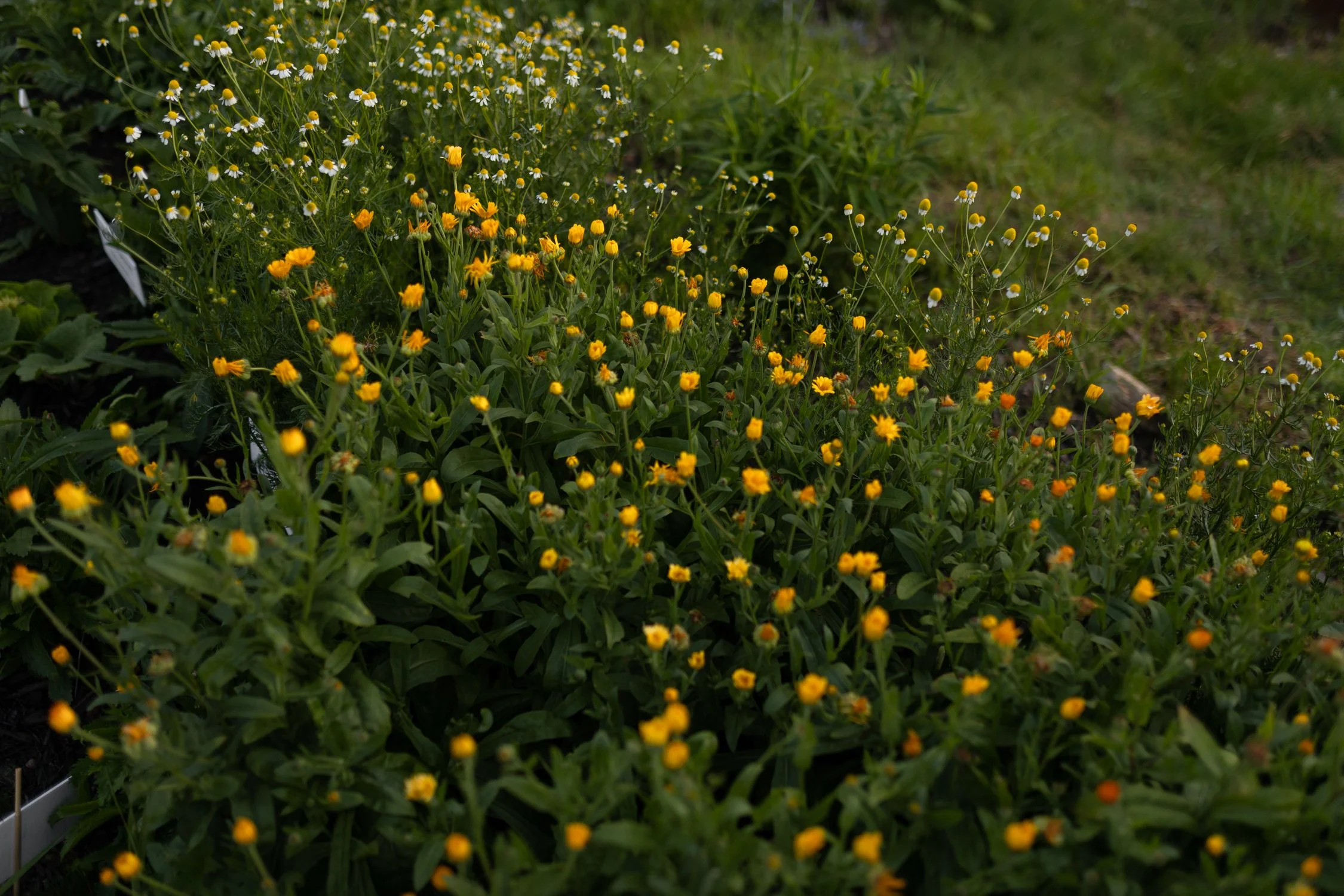 Miel d'Anicet -181.jpg