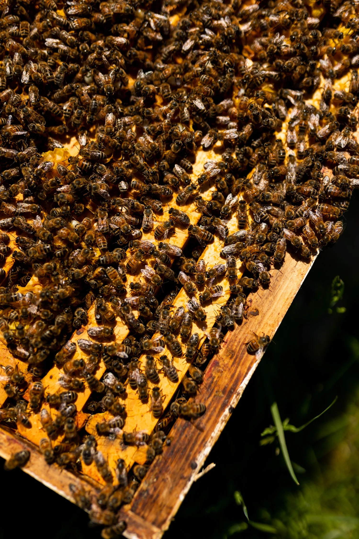 The Culinary Gateway Guide with Terroir et Saveurs du Québec-39.jpg