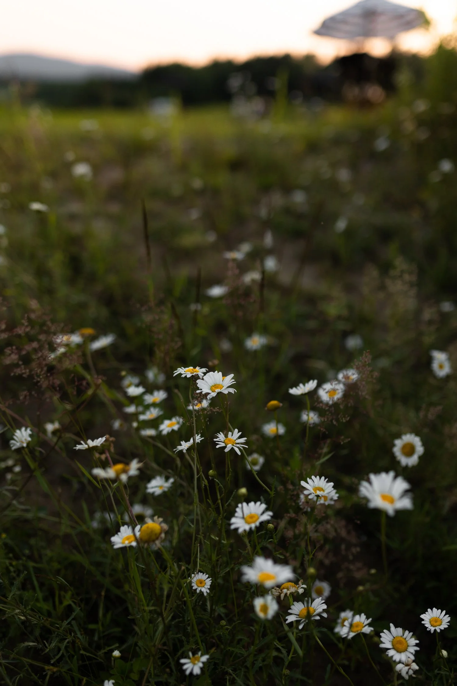 The Culinary Gateway Guide with Terroir et Saveurs du Québec-26.jpg