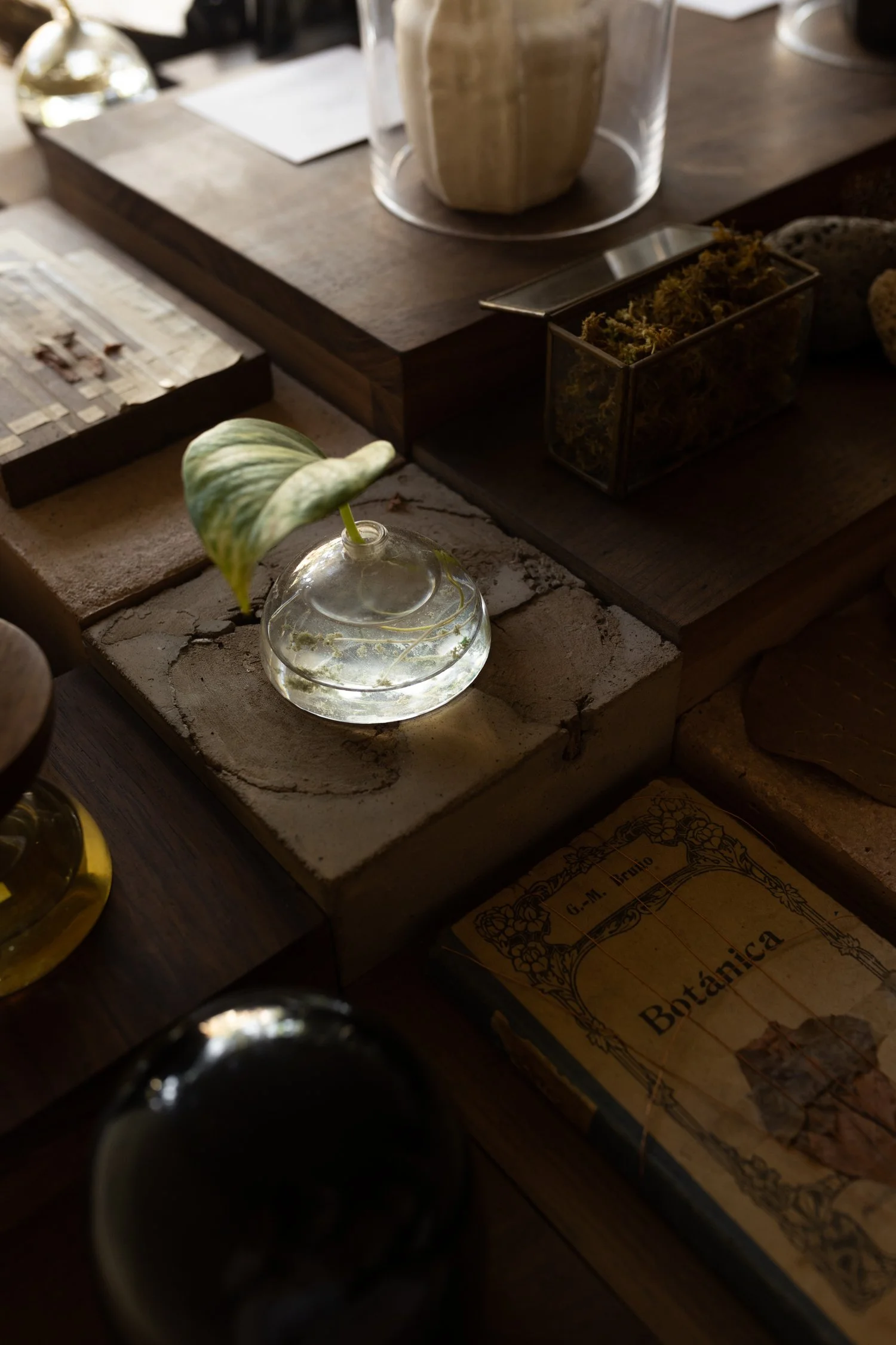 Xinú perfumes_ A Celebration of Mexican Aromatic Botany-27.jpg