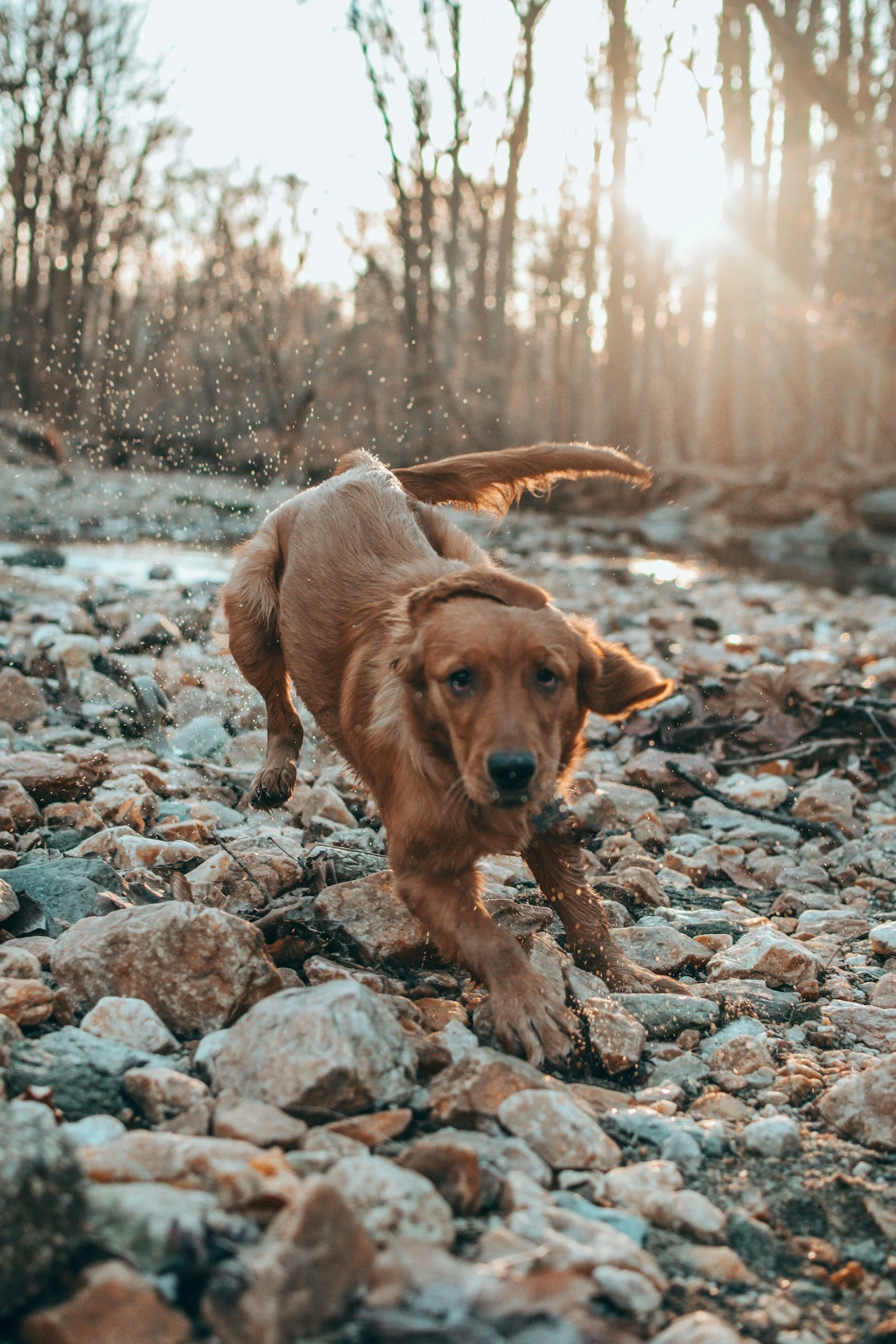 A brown dog running on a rocky riverbank with water splashing behind it, trees in the background, and sunlight shining through.