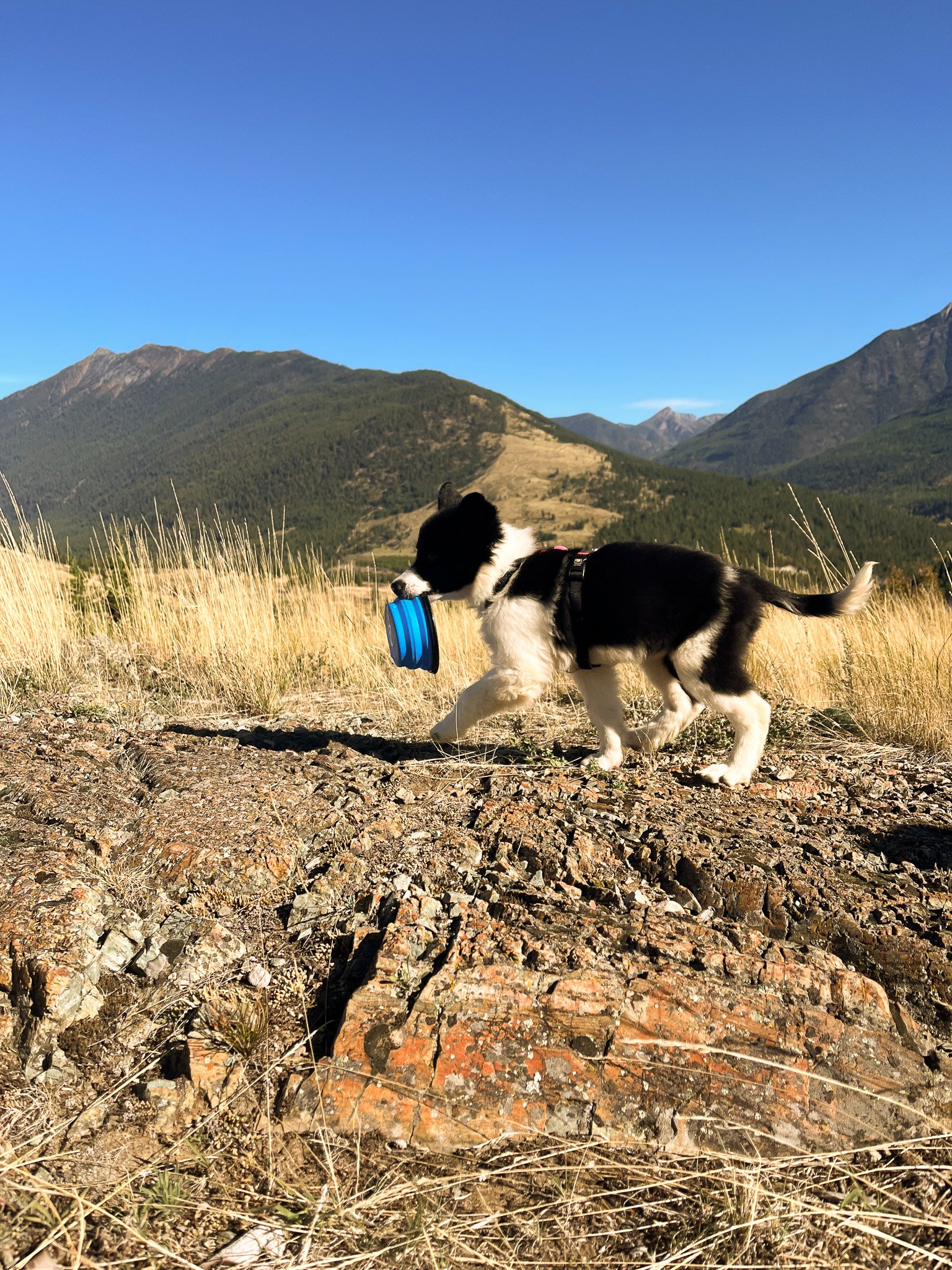 A black and white dog wearing a harness and collar, holding a blue frisbee in its mouth, walking through a grassy field with mountains in the background against a clear blue sky.