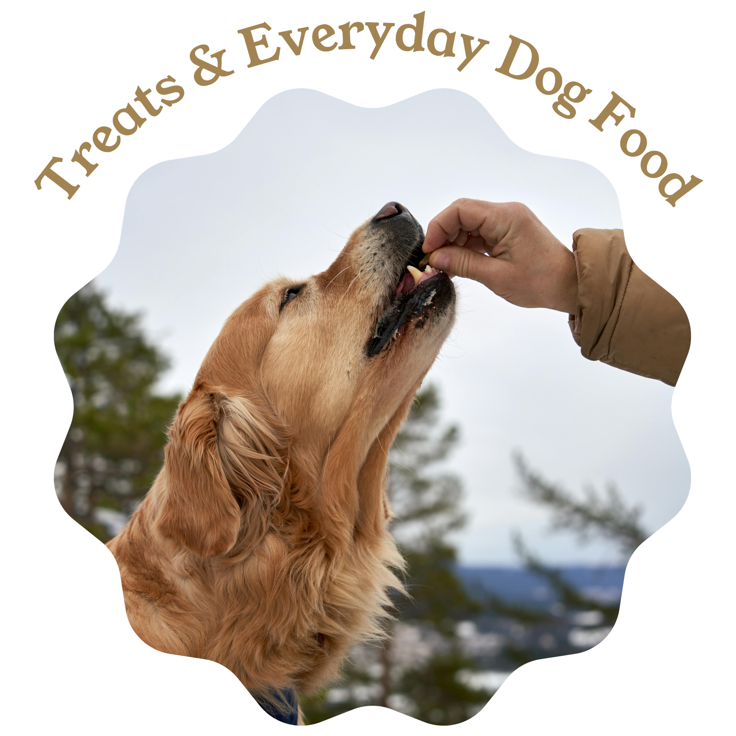 A person petting a golden retriever dog outdoors with a forest in the background