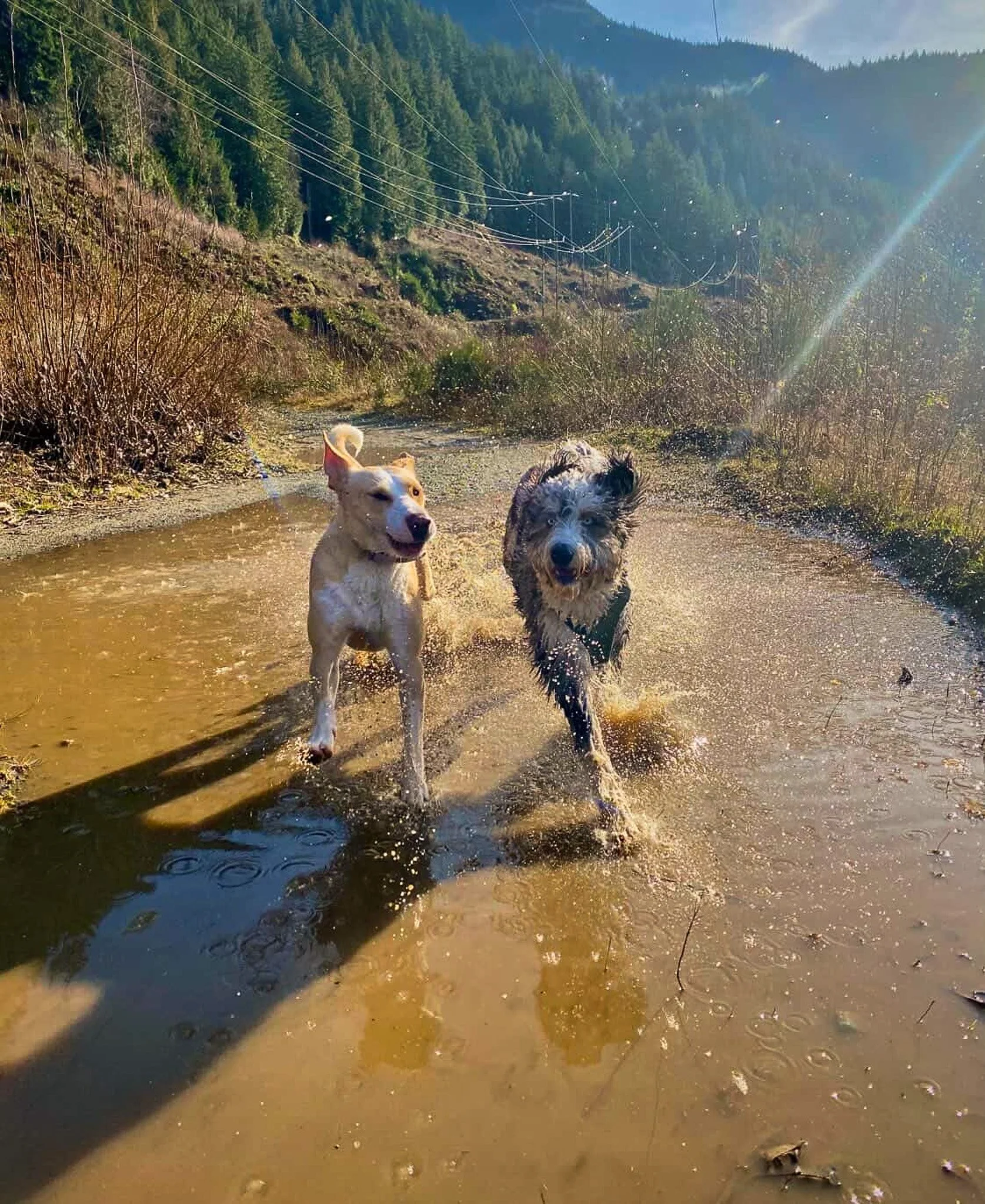 Two dogs playing and splashing in a shallow muddy stream in a mountainous forest area with power lines and tall evergreen trees in the background on a sunny day.