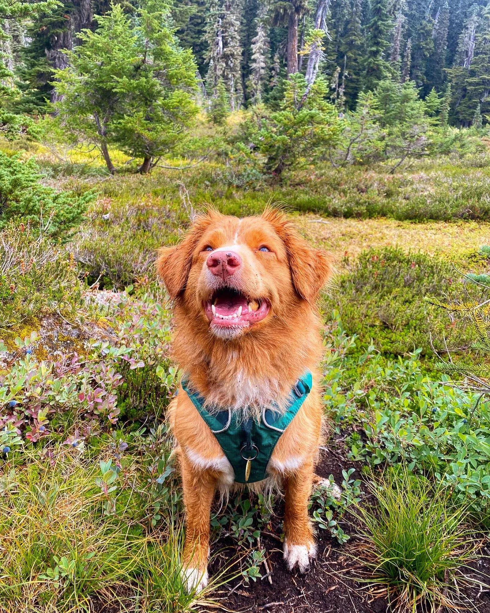 A happy brown dog with a white stripe on its nose and a teal harness, standing on a forest trail surrounded by green plants and trees in a lush forest setting.