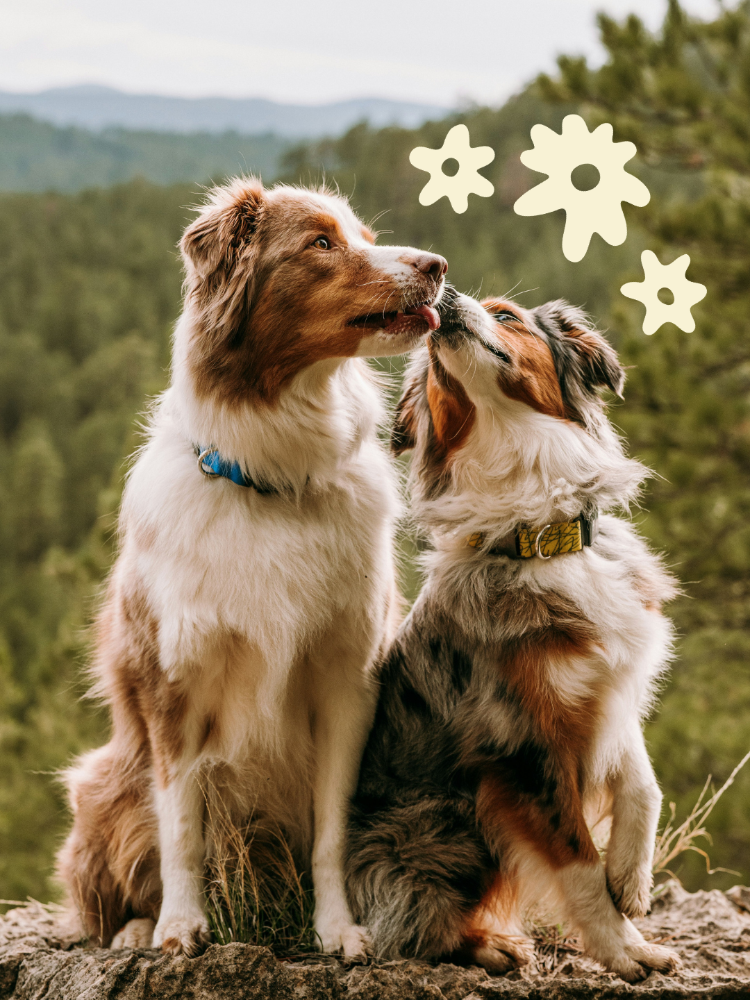 Two Australian Shepherd dogs sitting outdoors with a scenic mountain and forest background, one dog licking the other.