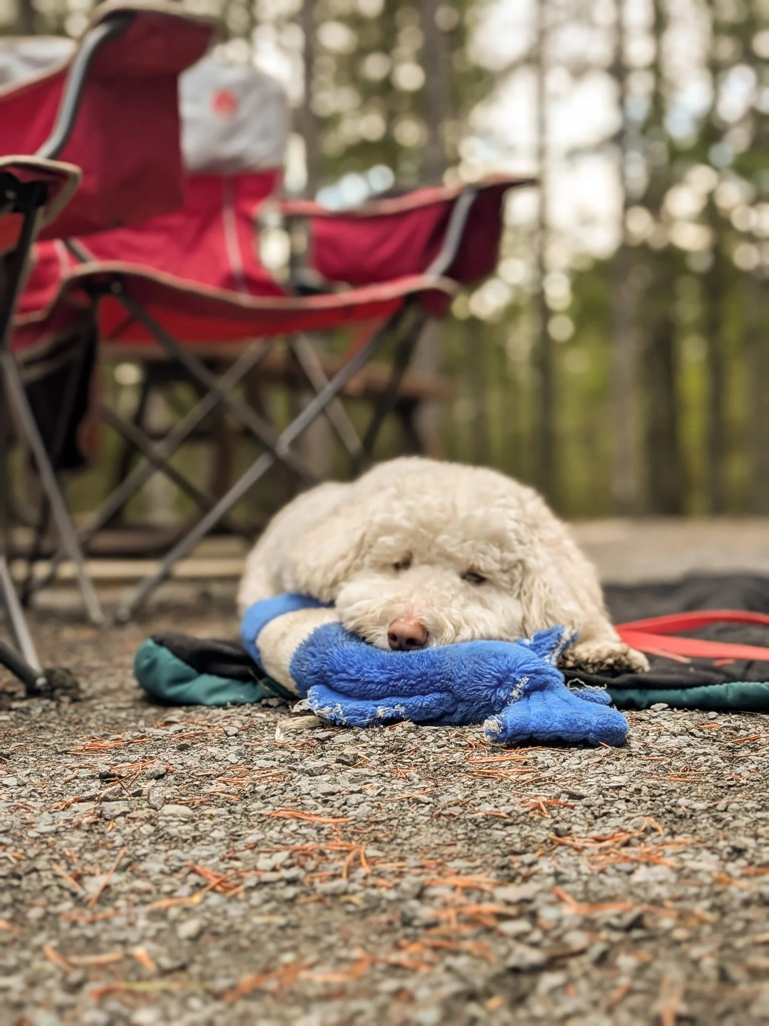A white dog with curly fur lying on a blue blanket on a gravel ground outdoors, with a red camping chair and a bag in the background amidst trees.