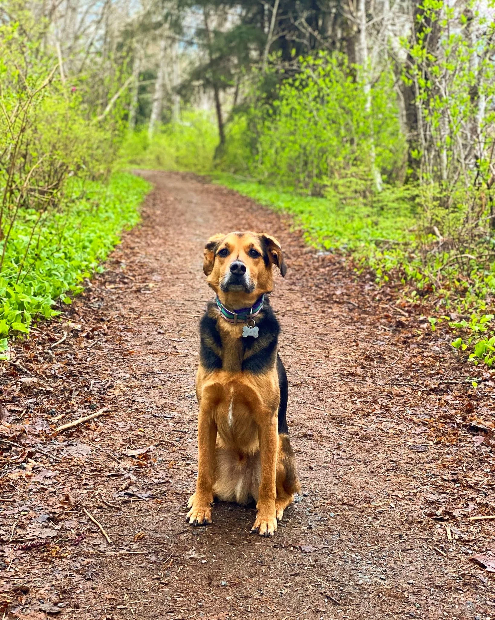 A brown and black dog sitting on a dirt trail in a green, wooded area with trees and bushes.