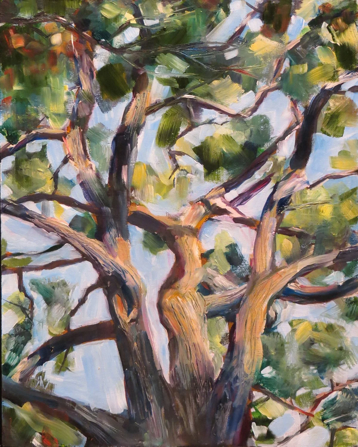 Sun on Branches