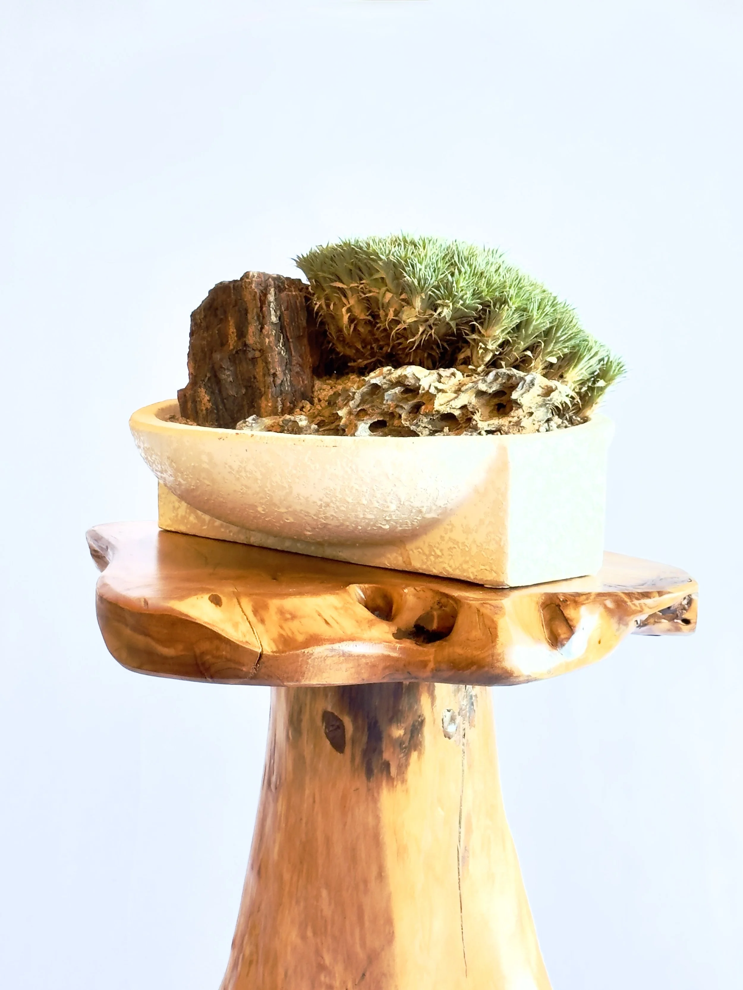A wooden stand holds a potted plant with small, spiky green leaves and a piece of textured bark, all set against a plain, light background. Chicago plants.